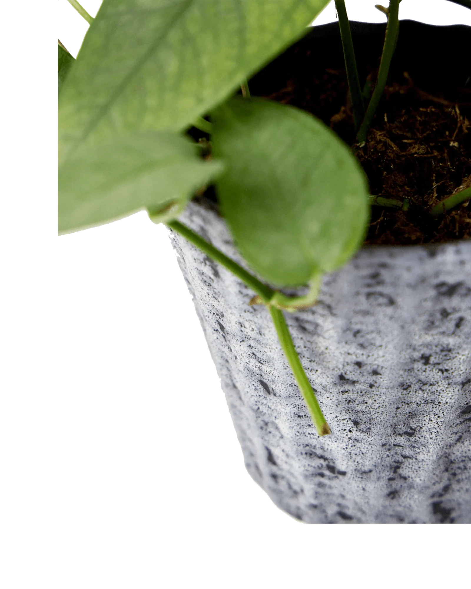Katakana Ceramic Pot Planter - Image 9