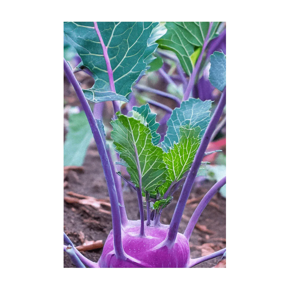 Kohlrabi Purple Delicacy Vegetable Seeds Packet - Image 4