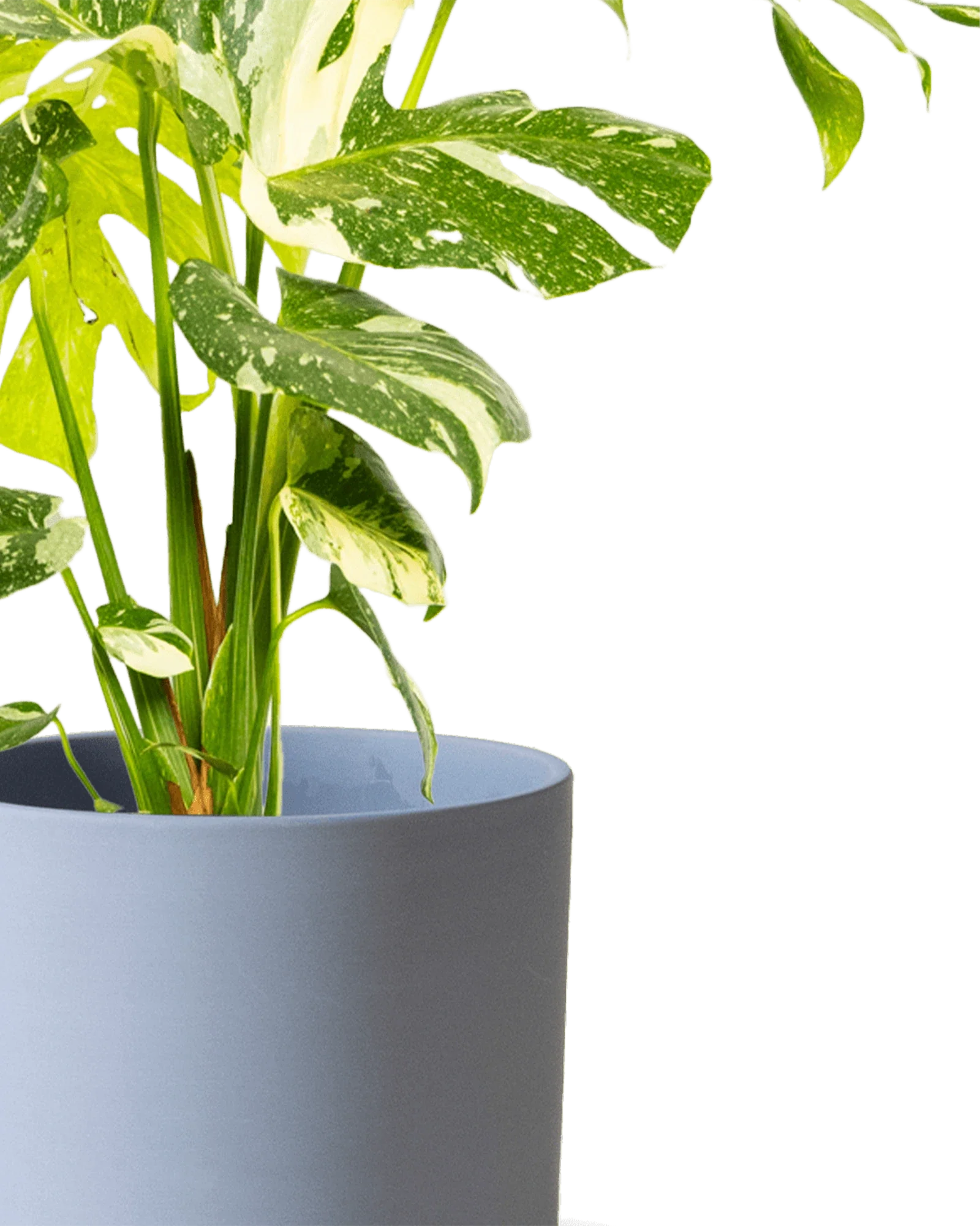 Dojo Large Porcelain Matte Indoor Plant Pot With Saucer, Blue Grey - Image 3