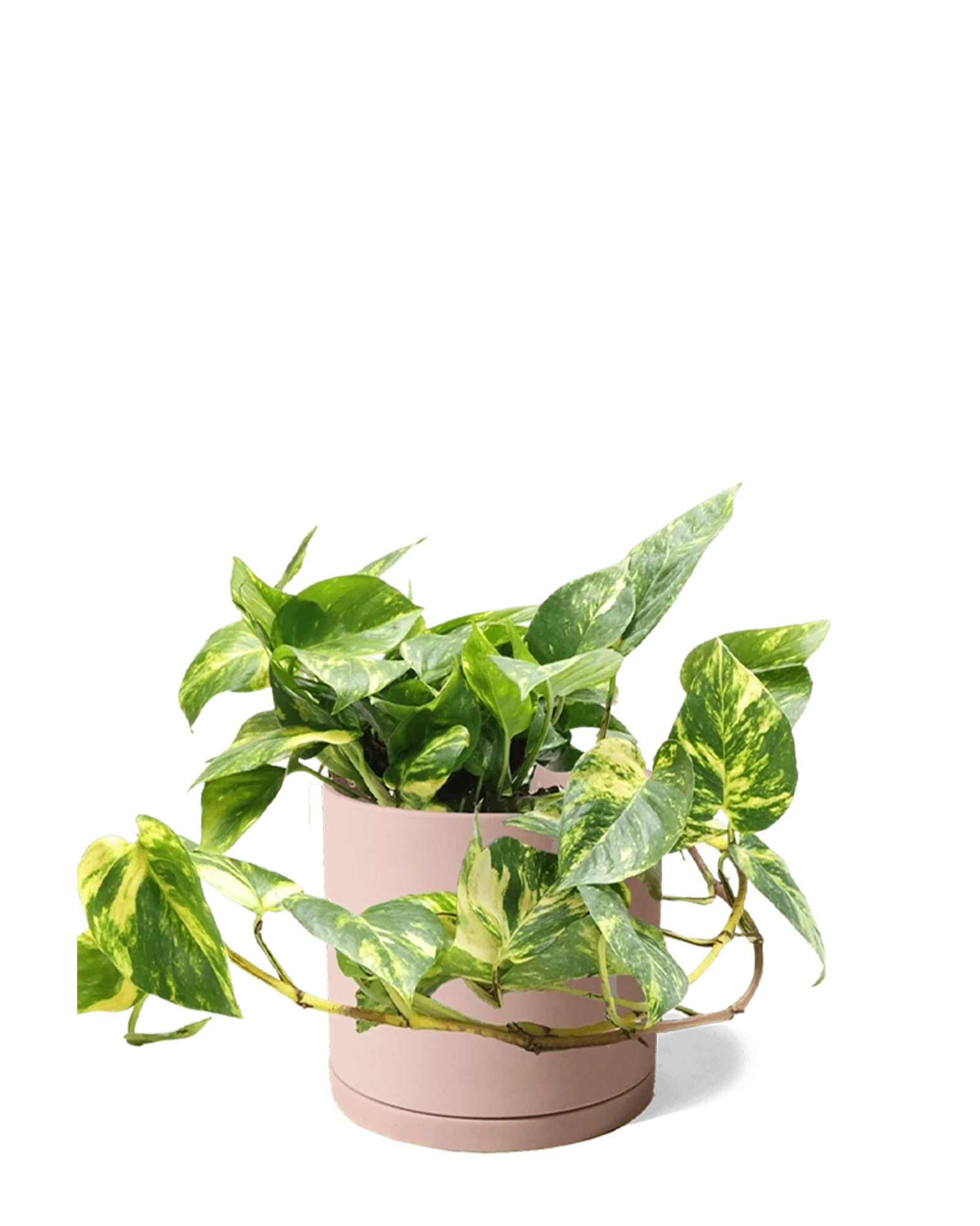 Dojo Large Porcelain Matte Indoor Plant Pot With Saucer, Clay Terracotta