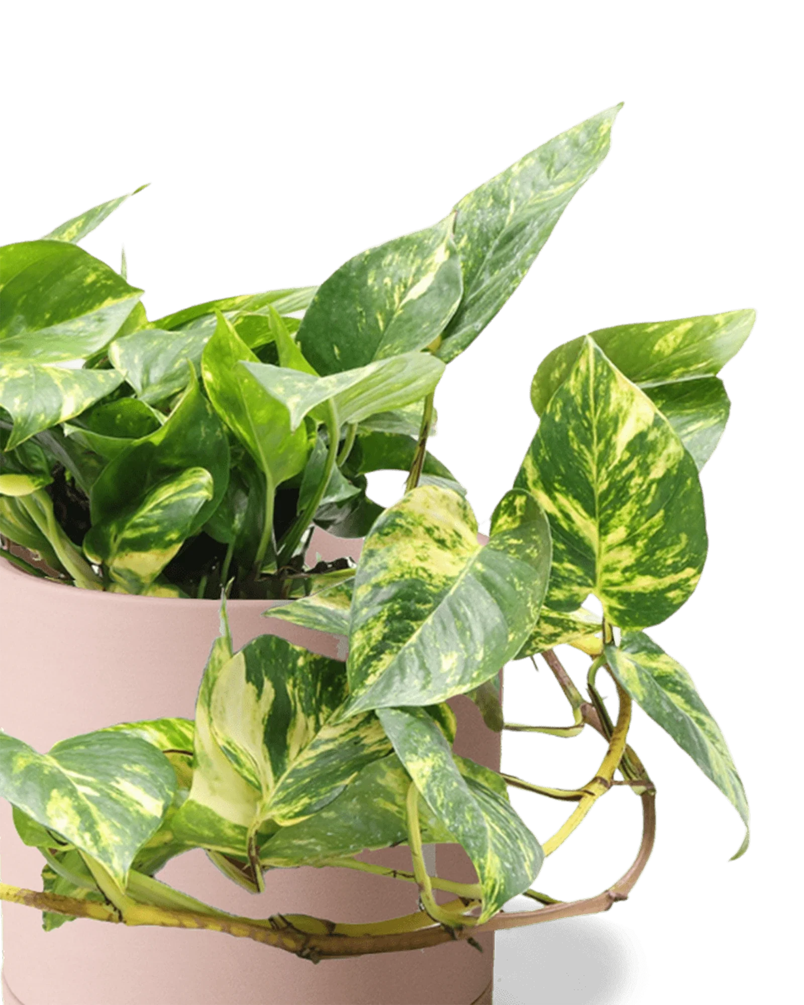 Dojo Large Porcelain Matte Indoor Plant Pot With Saucer, Clay Terracotta - Image 2