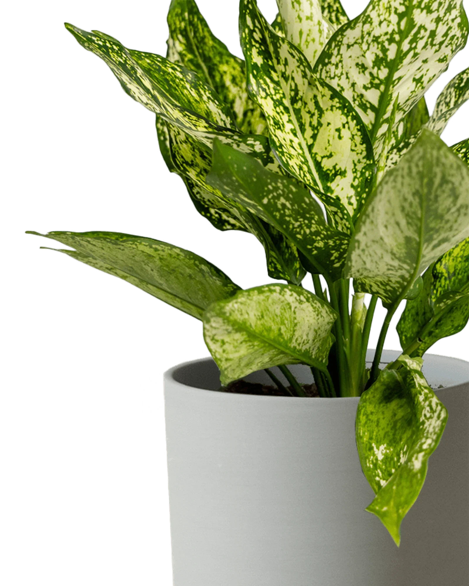 Dojo Large Porcelain Matte Indoor Plant Pot With Saucer, Olive - Image 3