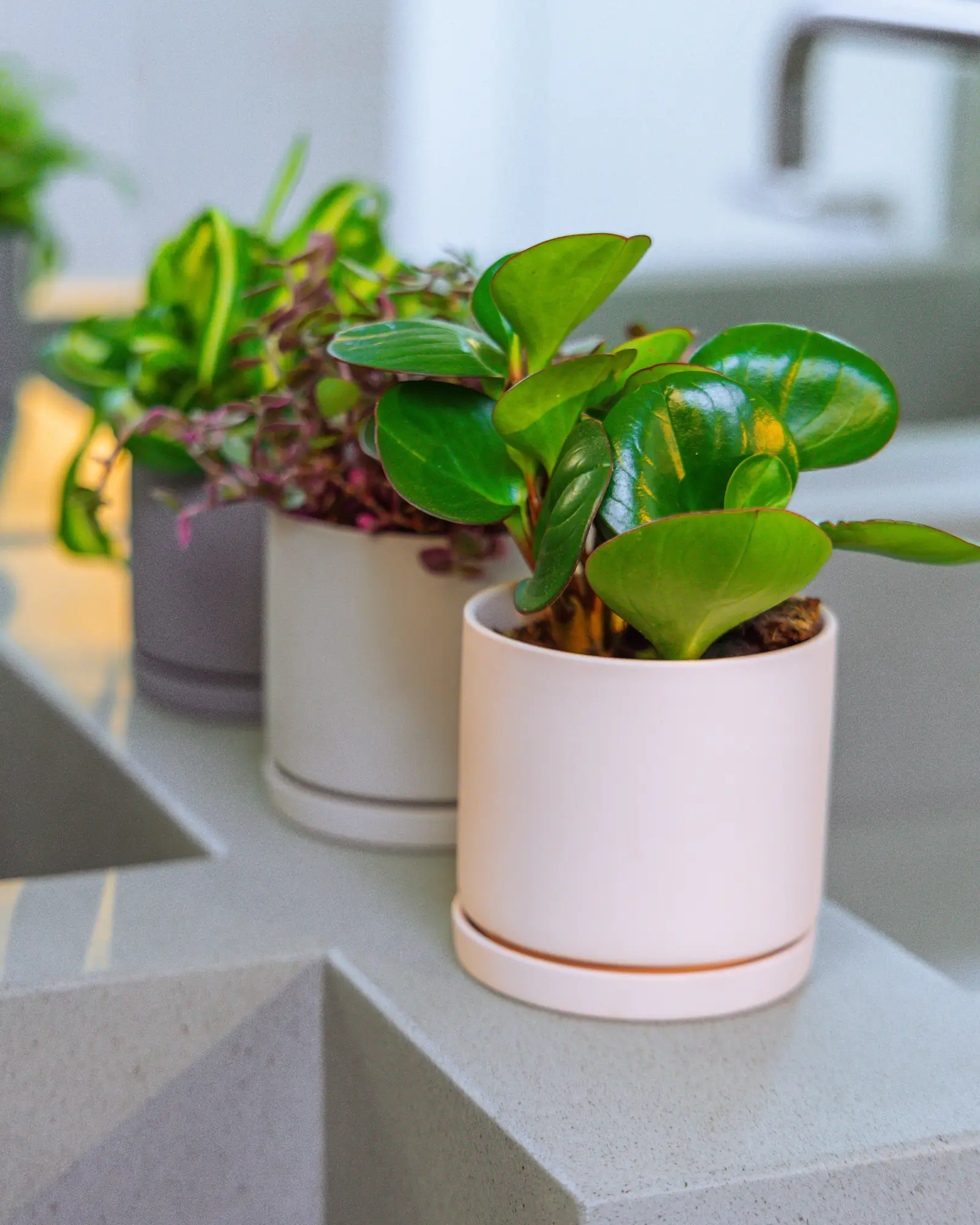 Dojo Porcelain Modern Indoor Plant Pot With Saucer | 3.5 Inch - Image 11