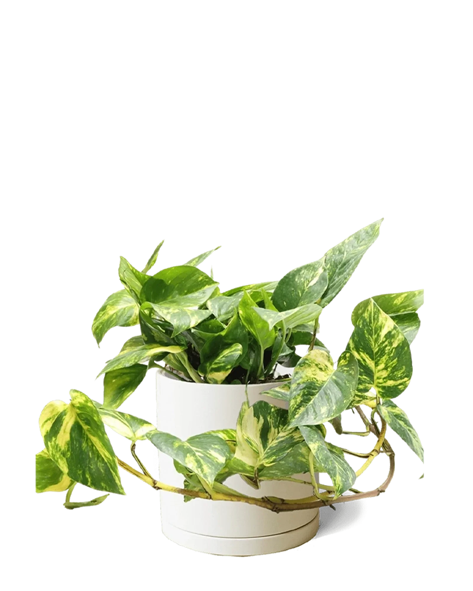 Dojo Large Porcelain Matte Indoor Plant Pot With Saucer, Sandstone