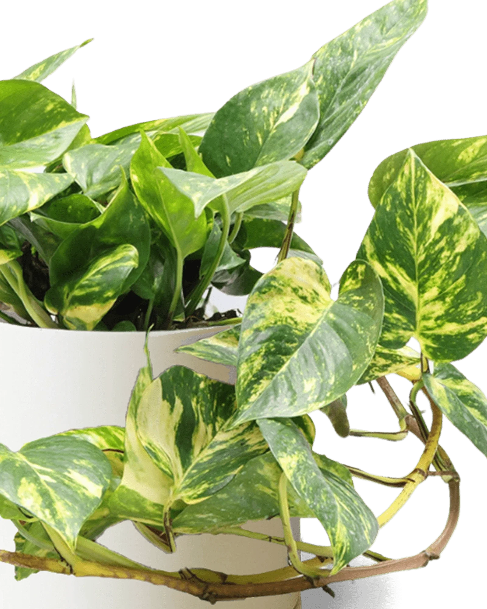 Dojo Large Porcelain Matte Indoor Plant Pot With Saucer, Sandstone - Image 2