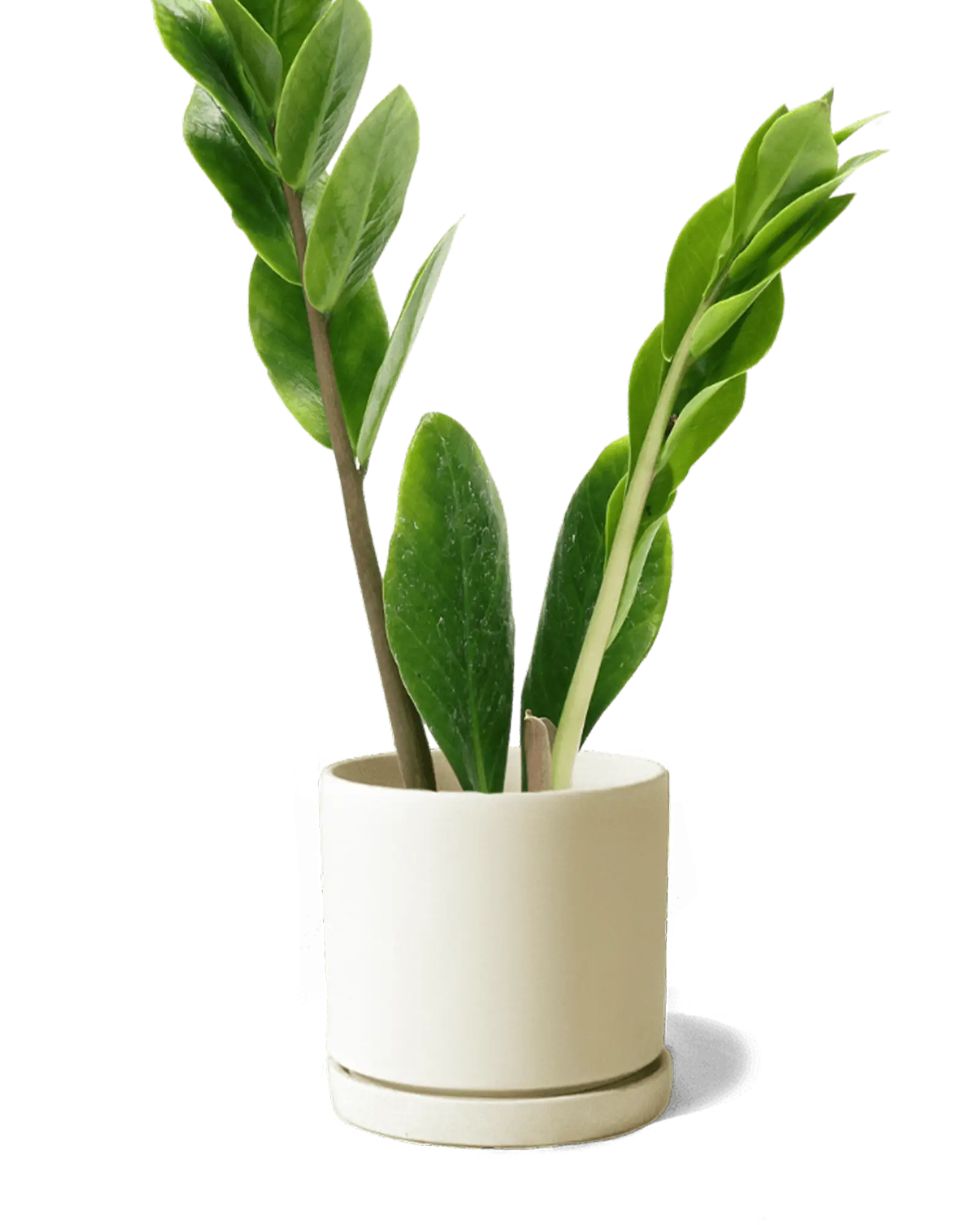 Dojo Large Porcelain Matte Indoor Plant Pot With Saucer, Sandstone - Image 4