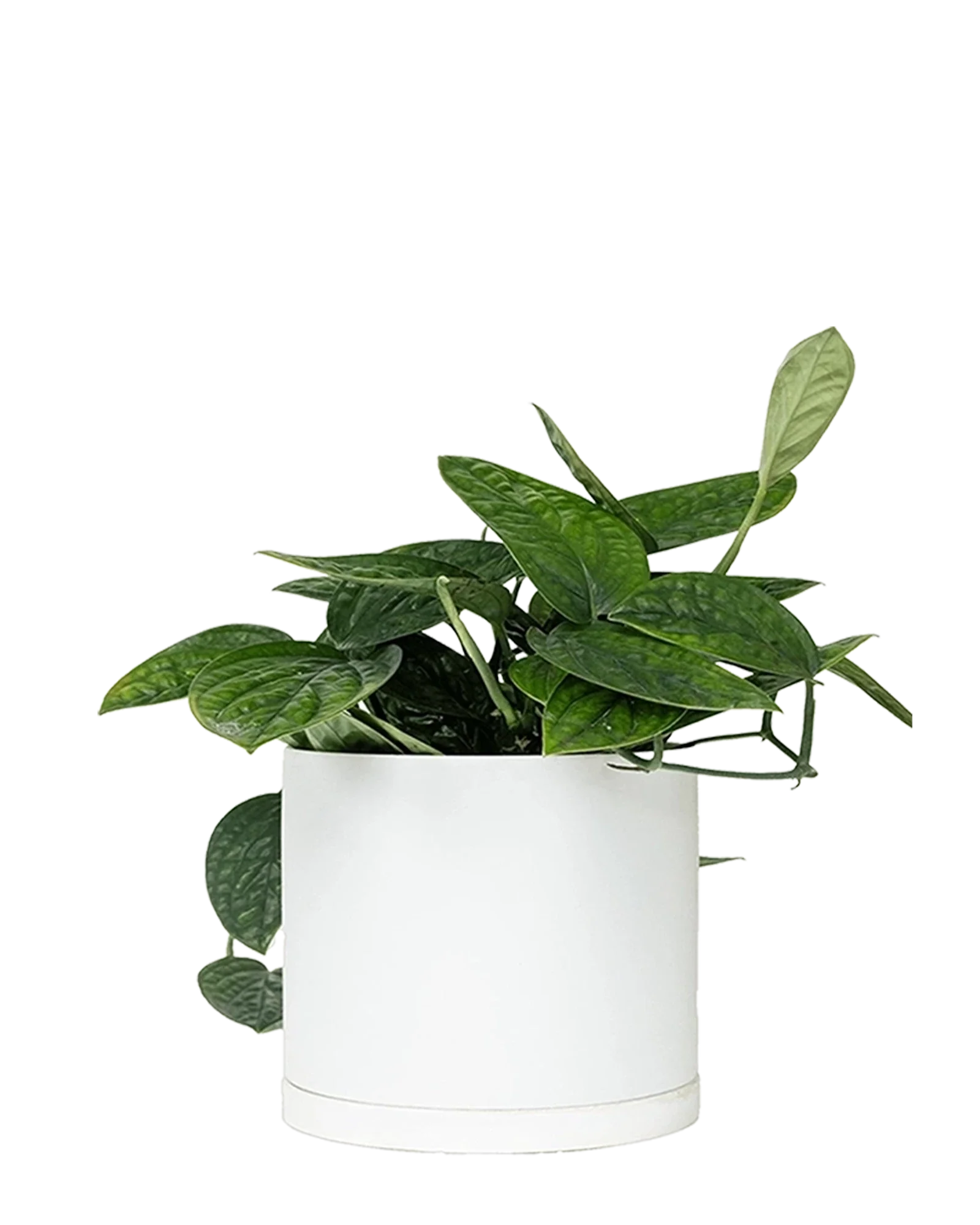 Dojo Large Porcelain Matte Indoor Plant Pot With Saucer, White