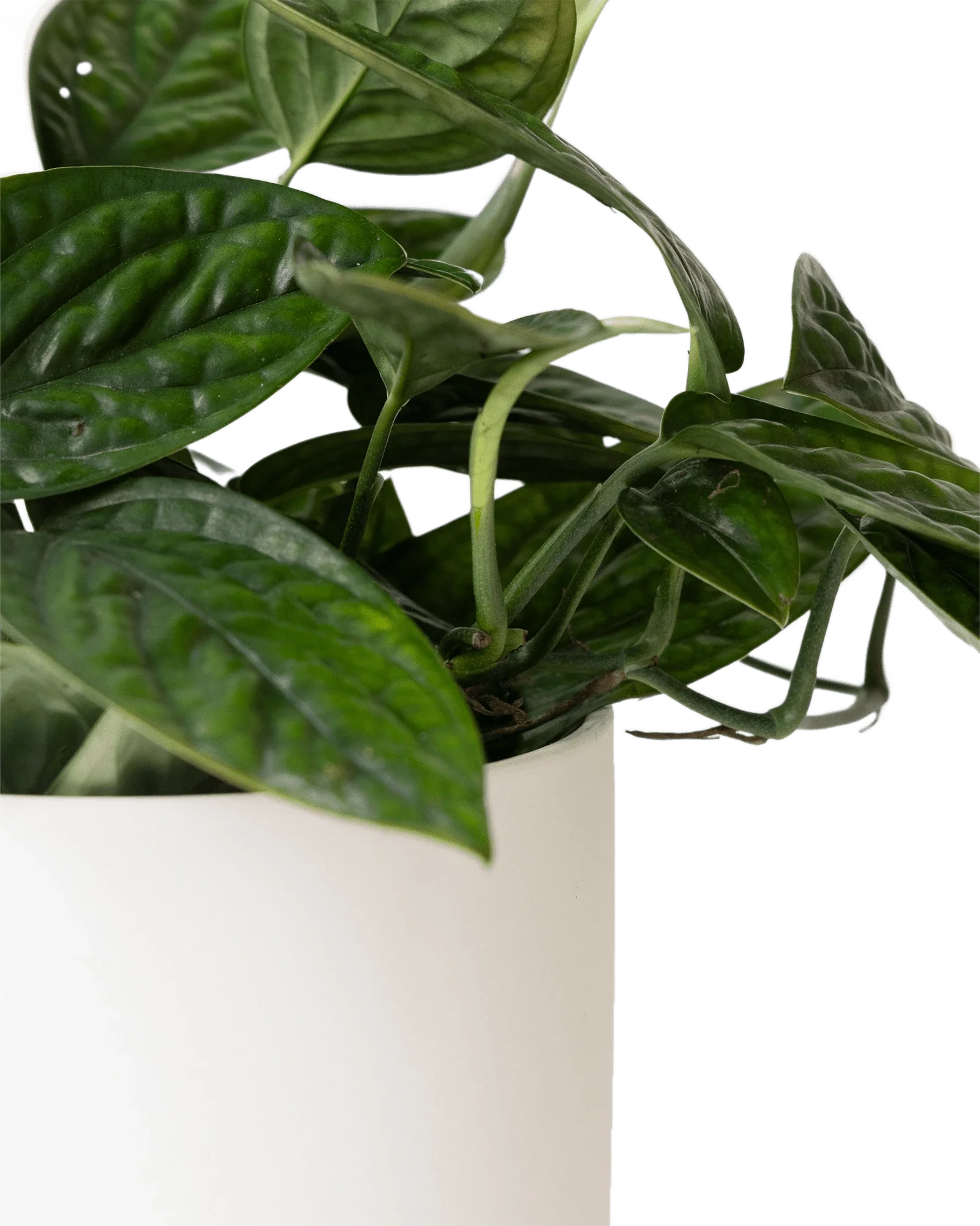 Dojo Large Porcelain Matte Indoor Plant Pot With Saucer, White - Image 3
