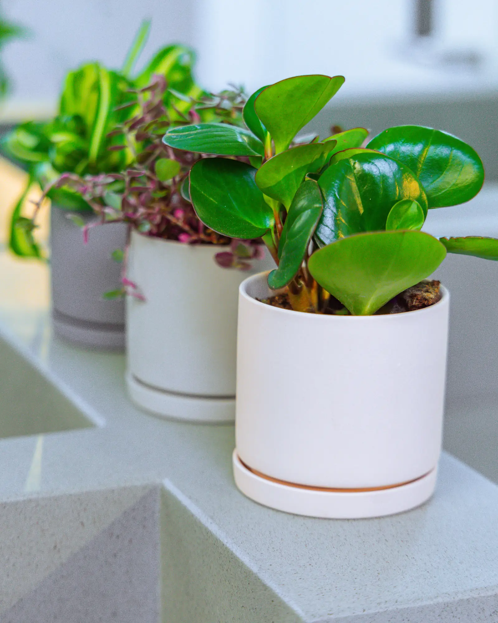 Dojo Porcelain Modern Indoor Plant Pot With Saucer | 3.5 Inch - Image 18