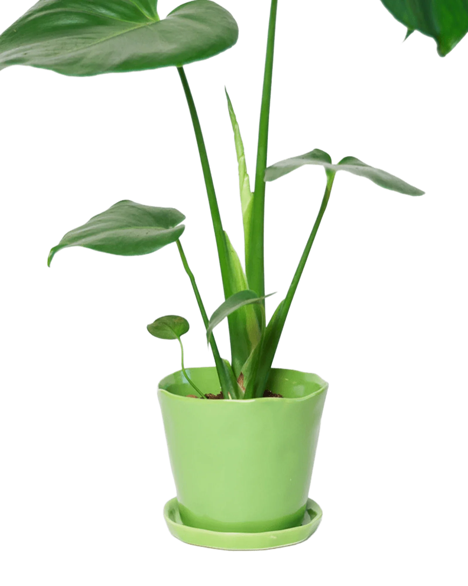 Tika Large Ceramic Plant Pot with Drainage Hole and Saucer, Greenery