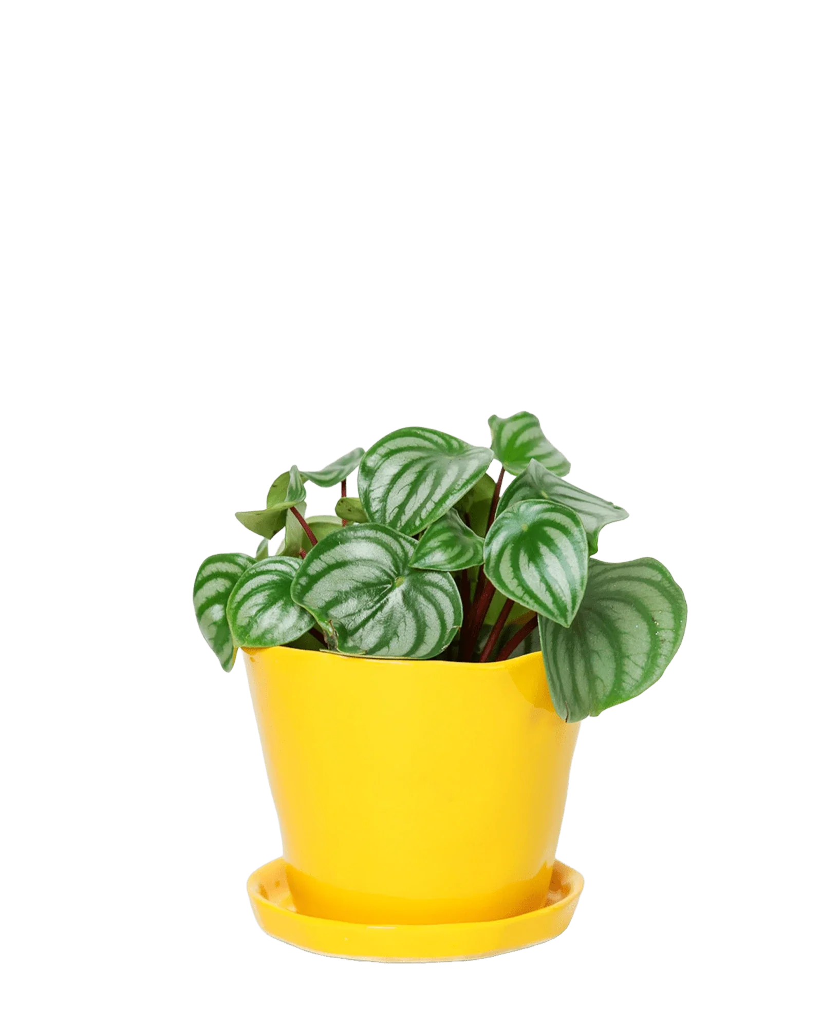 Tika Large Ceramic Plant Pot with Drainage Hole and Saucer, Meadowlark Yellow