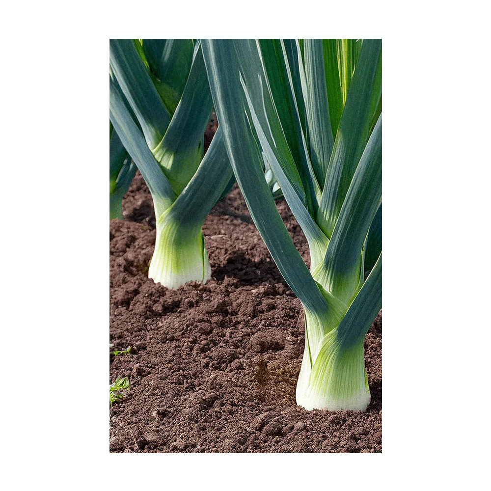 Leek Vegetable Seeds Packet - Image 3