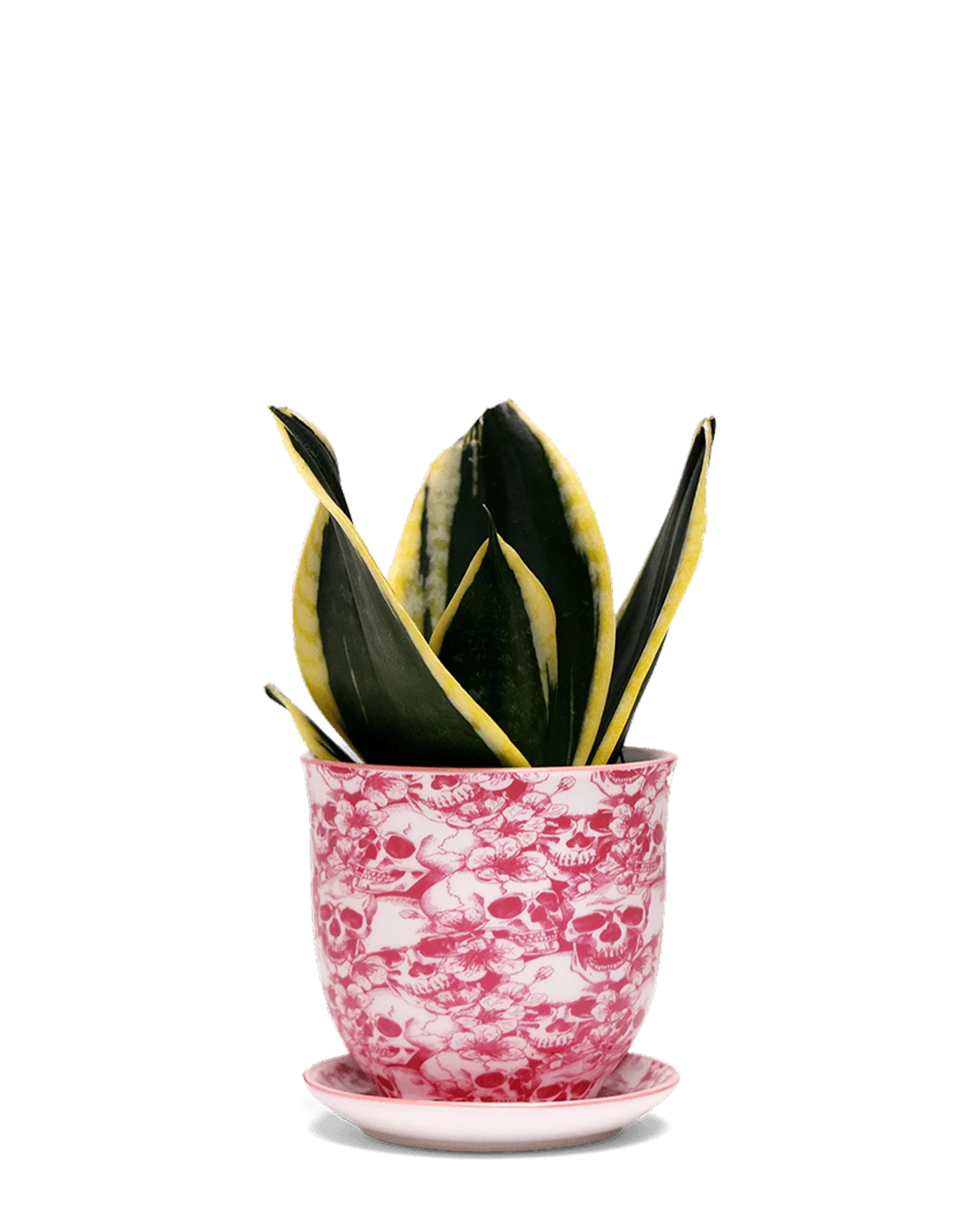 Liberte Small 3.25" Porcelain Plant Pot - Image 31