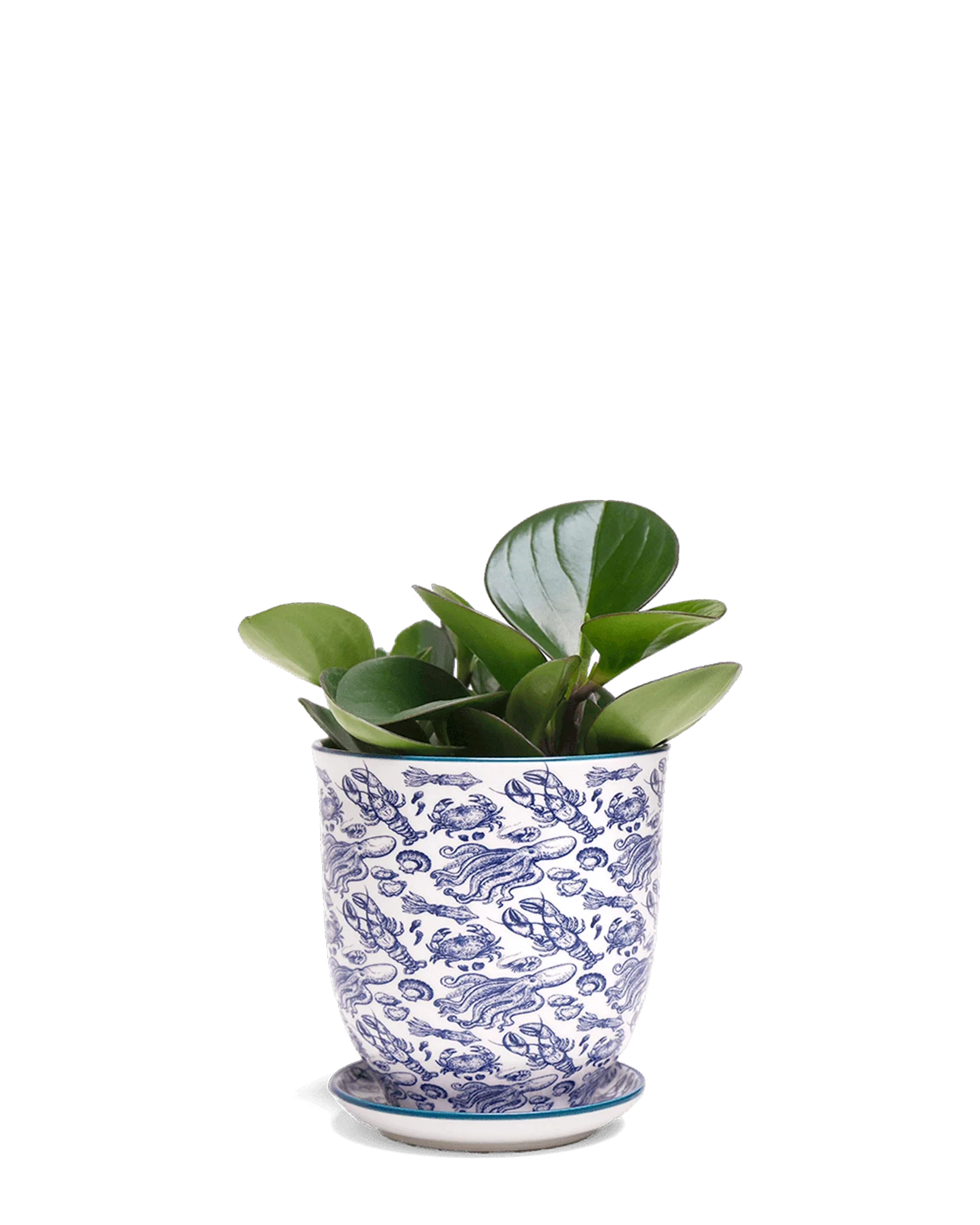 Liberte Small 3.25" Porcelain Plant Pot - Image 38