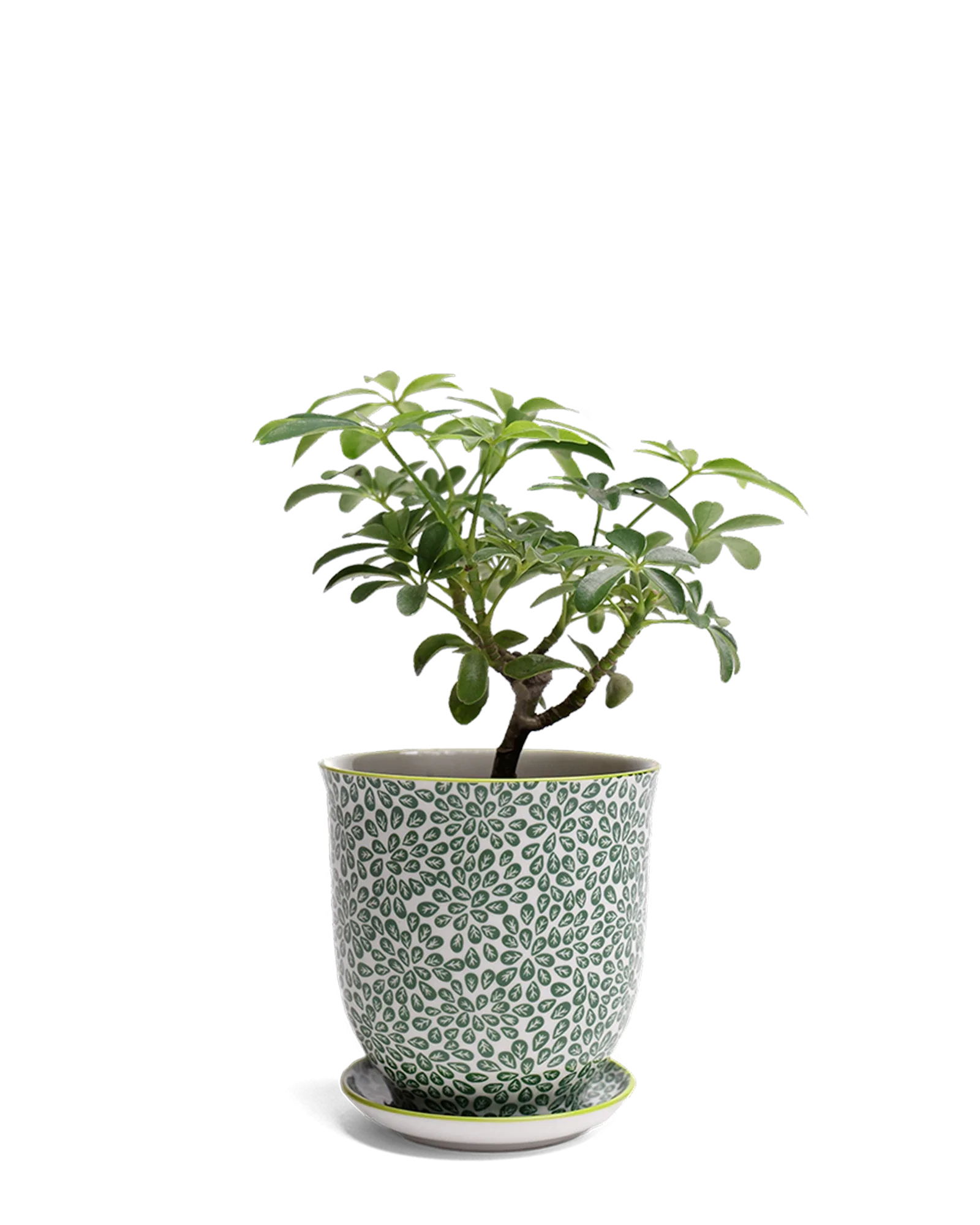 Liberte Small 3.25" Porcelain Plant Pot - Image 51