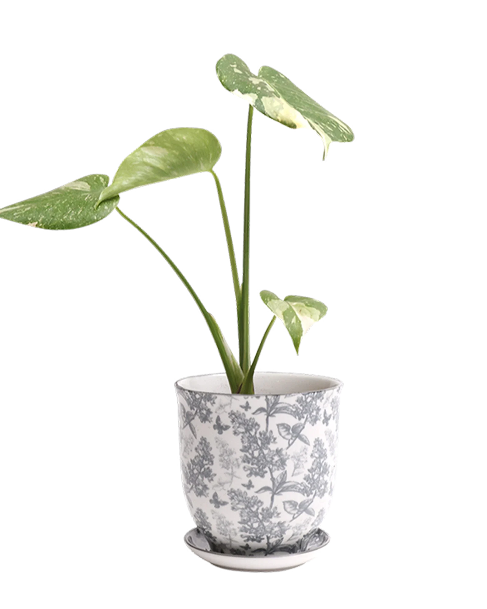Liberte Small 3.25" Porcelain Plant Pot - Image 85