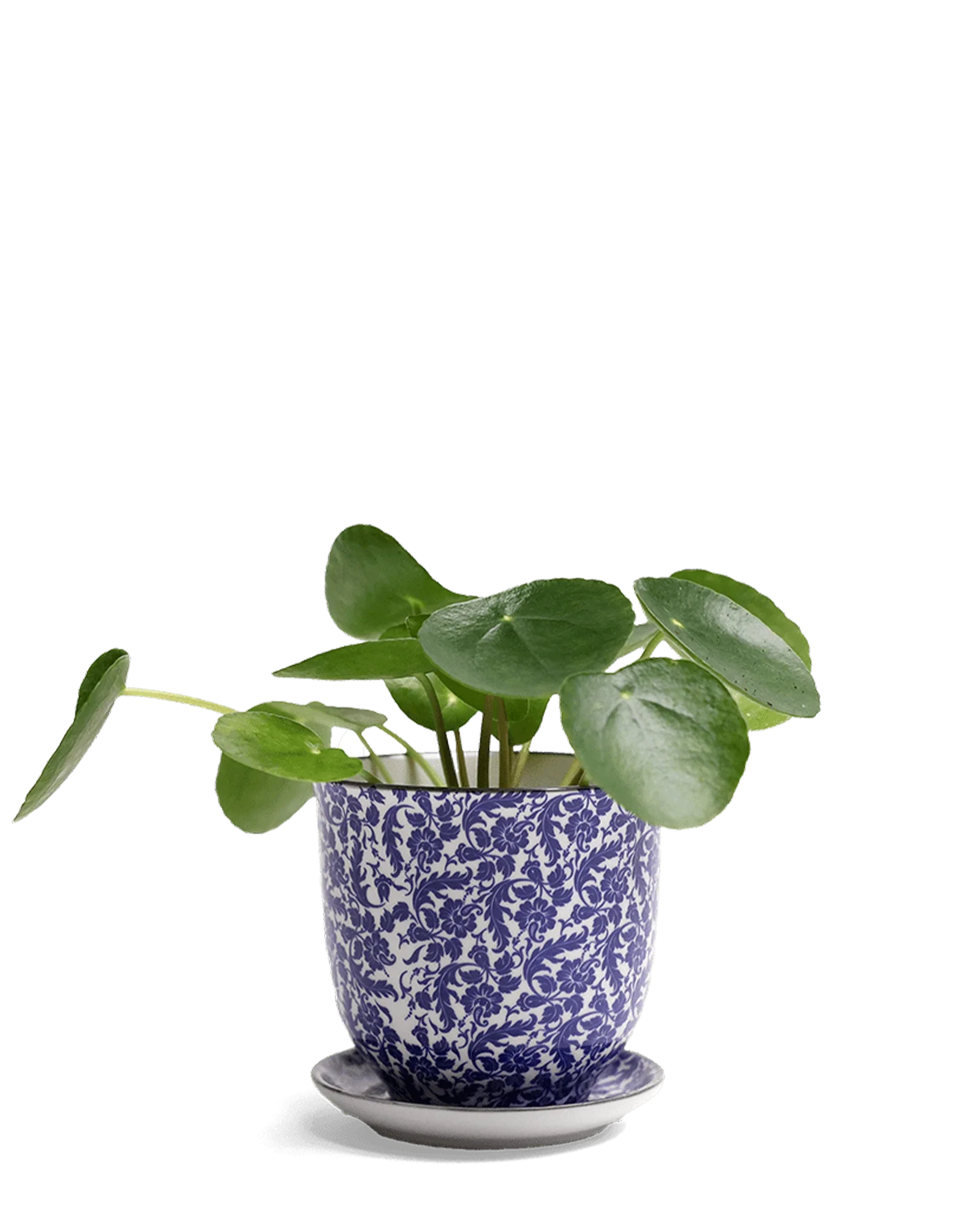 Liberte Medium 4.25" Porcelain Plant Pot - Image 17