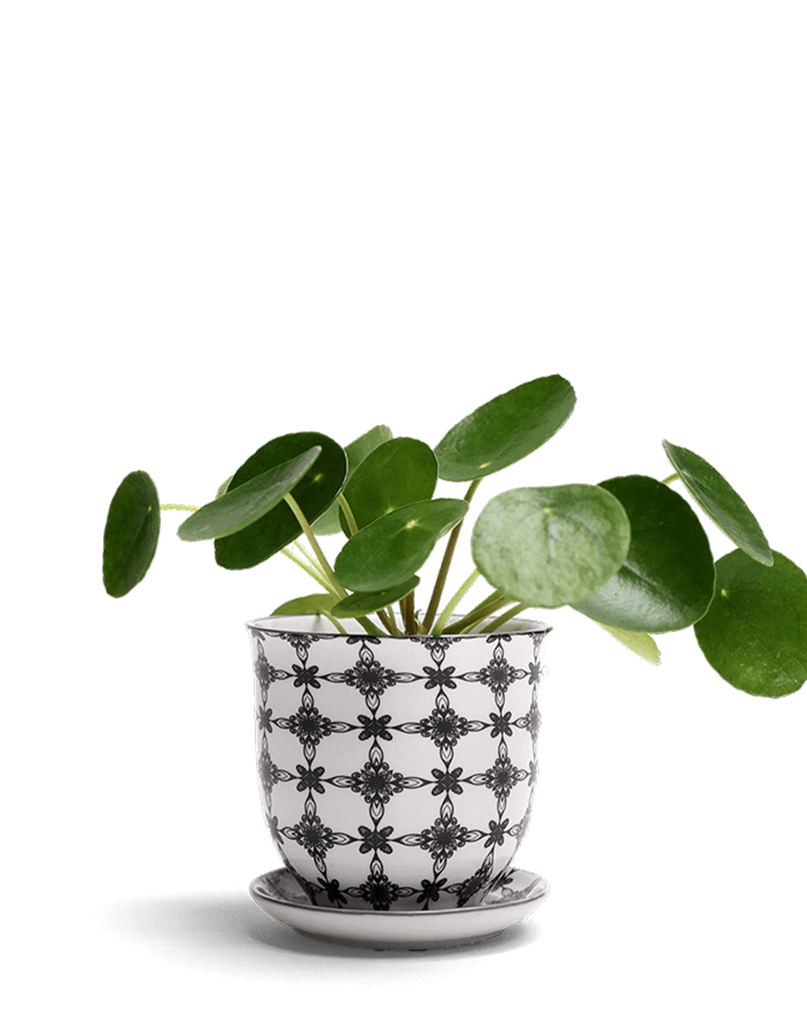 Liberte Medium 4.25" Porcelain Plant Pot - Image 24