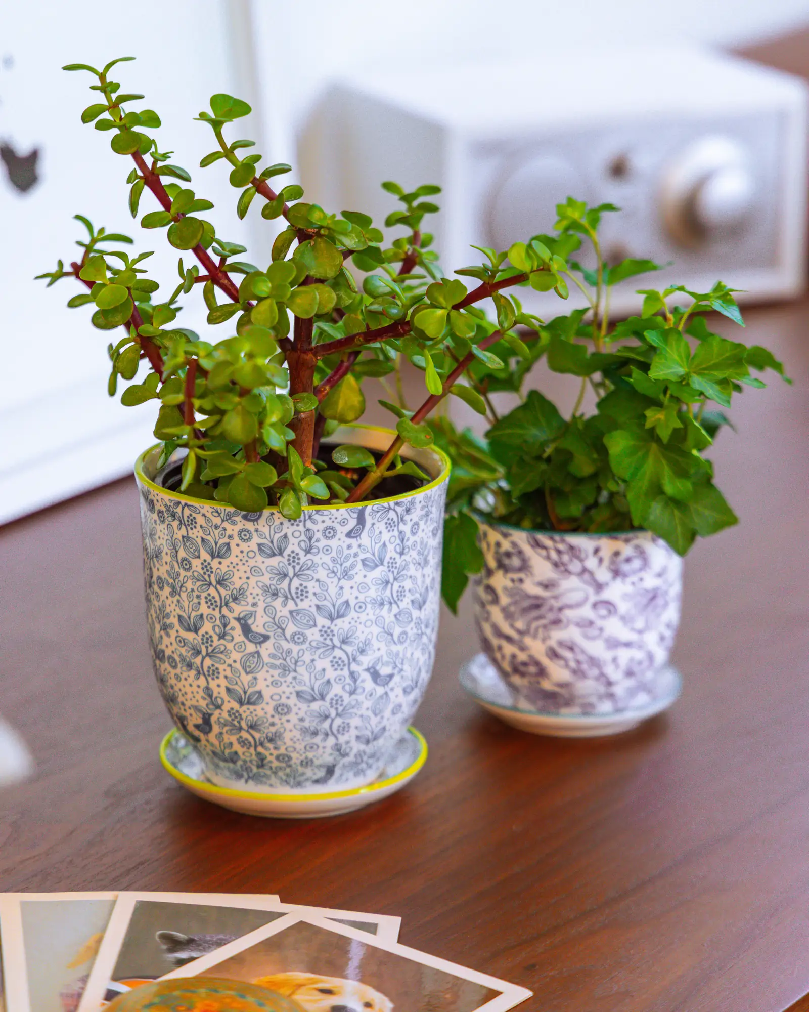 Liberte Small 3.25" Porcelain Plant Pot - Image 91