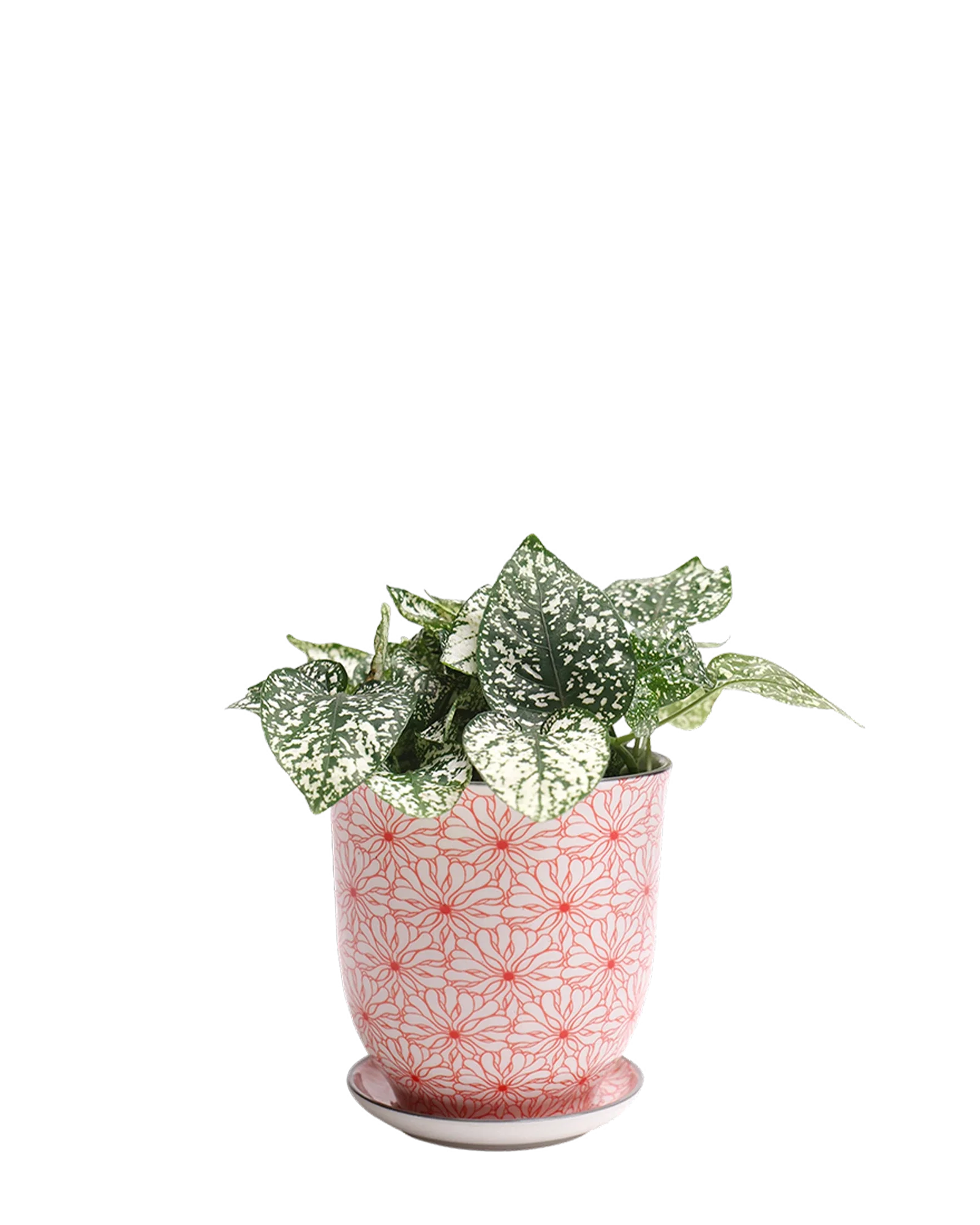 Liberte Medium 4.25" Porcelain Plant Pot - Image 32