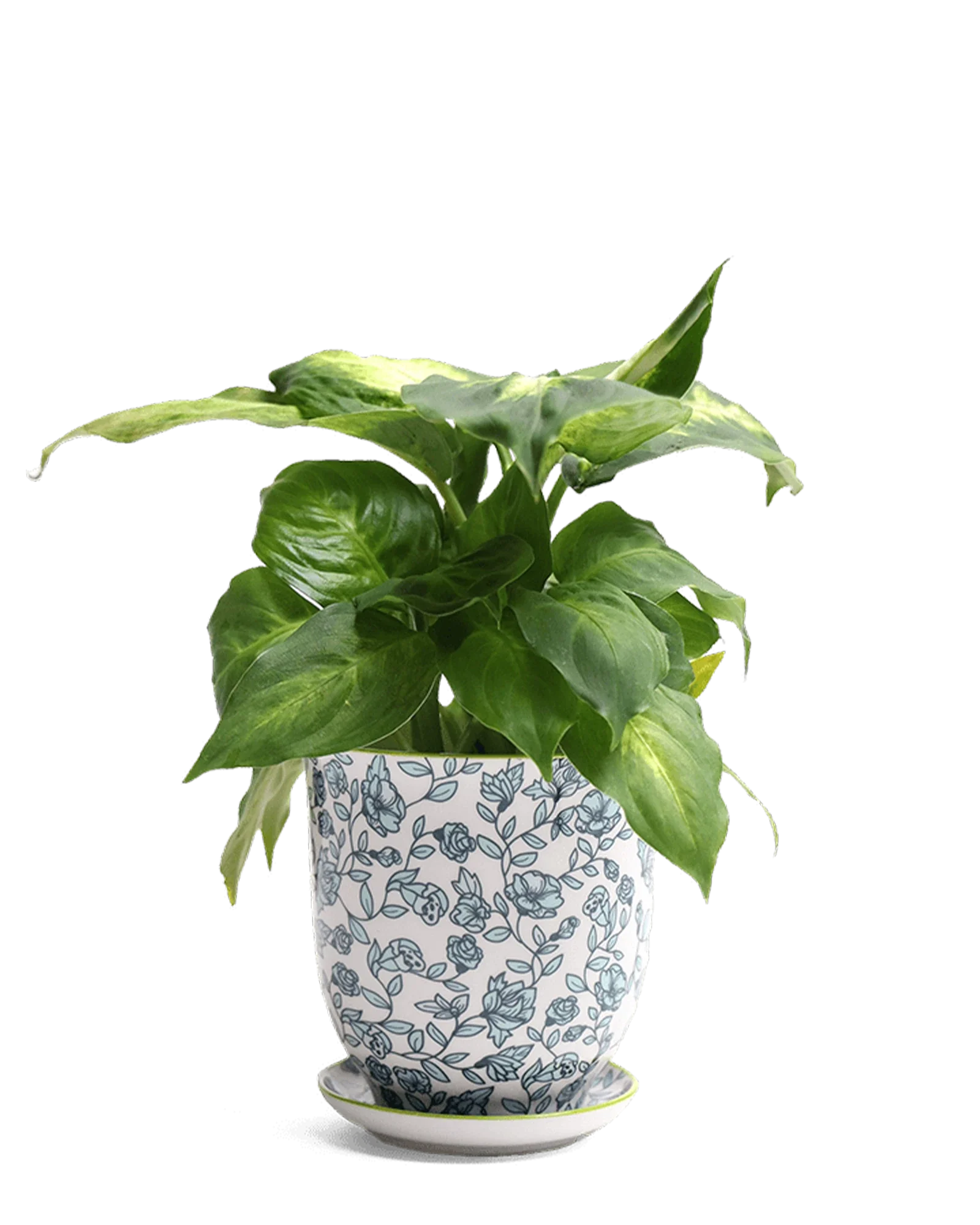 Liberte Medium 4.25" Porcelain Plant Pot - Image 4