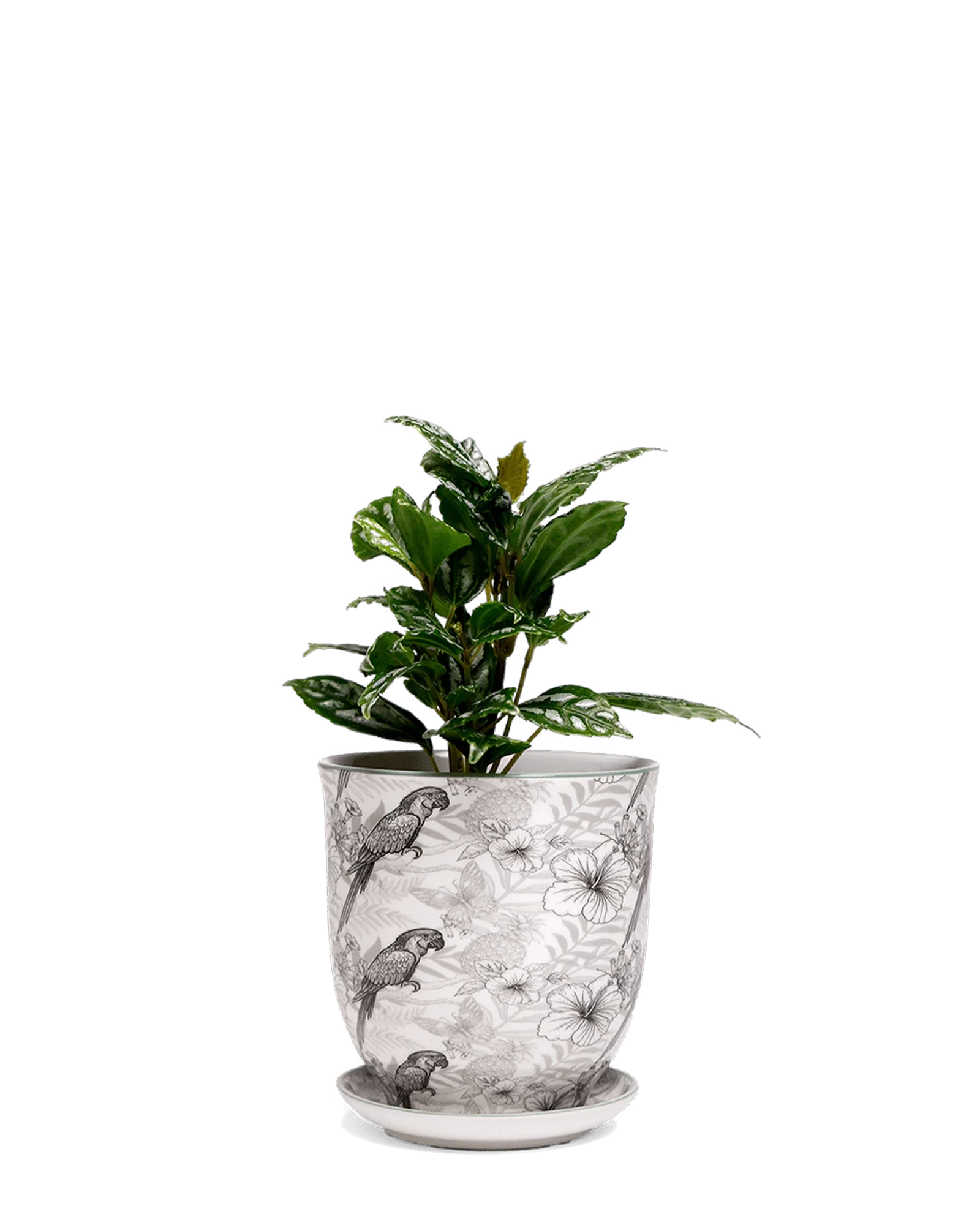 Liberte Medium 4.25" Porcelain Plant Pot - Image 42