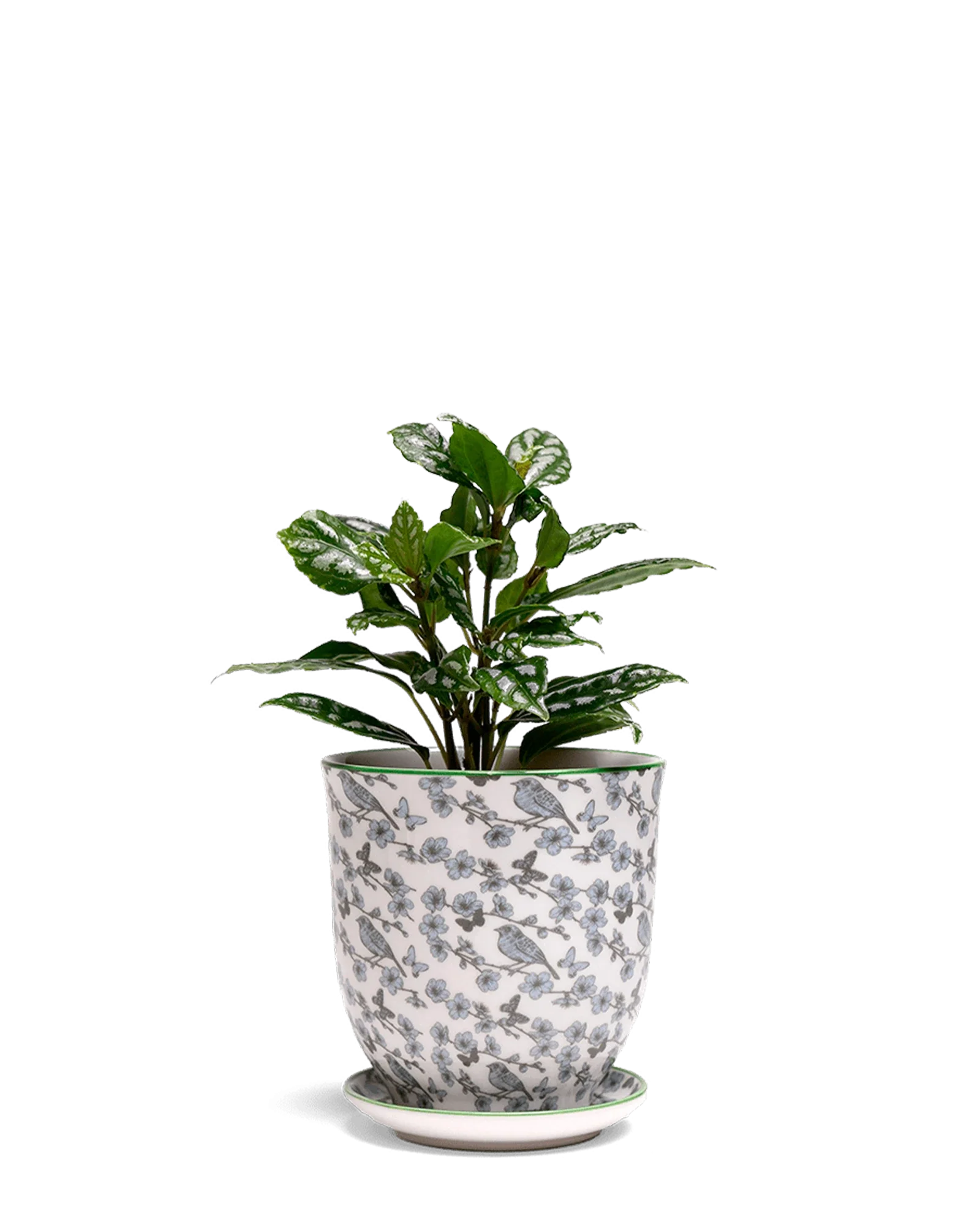 Liberte Medium 4.25" Porcelain Plant Pot - Image 55