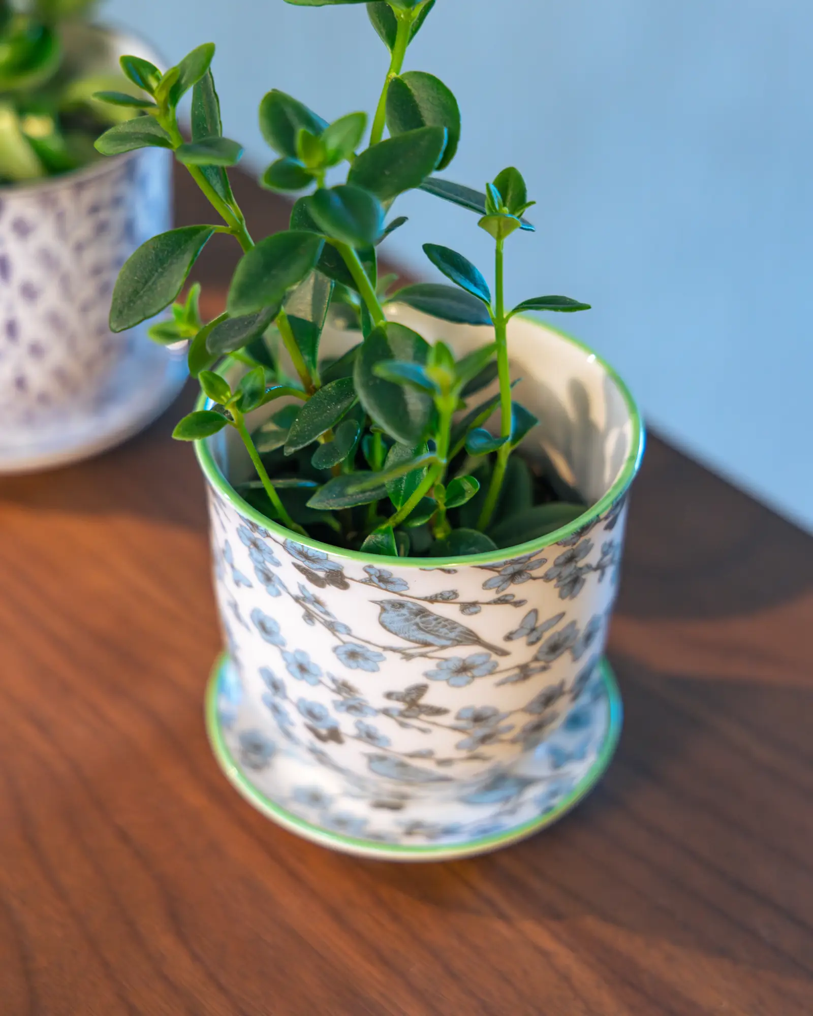 Liberte Small 3.25" Porcelain Plant Pot - Image 46