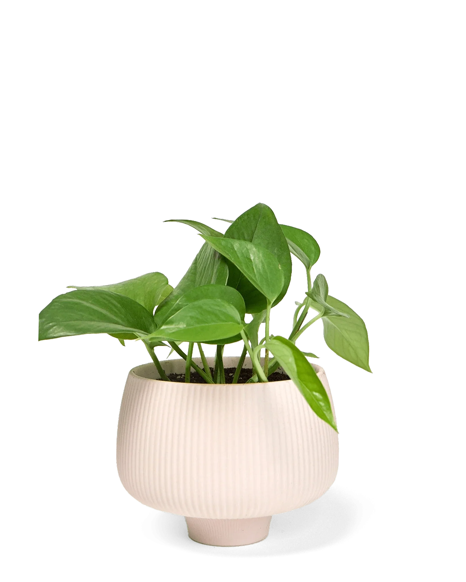 Lilo Large Porcelain Modern Indoor Plant Pot - Pink Blush