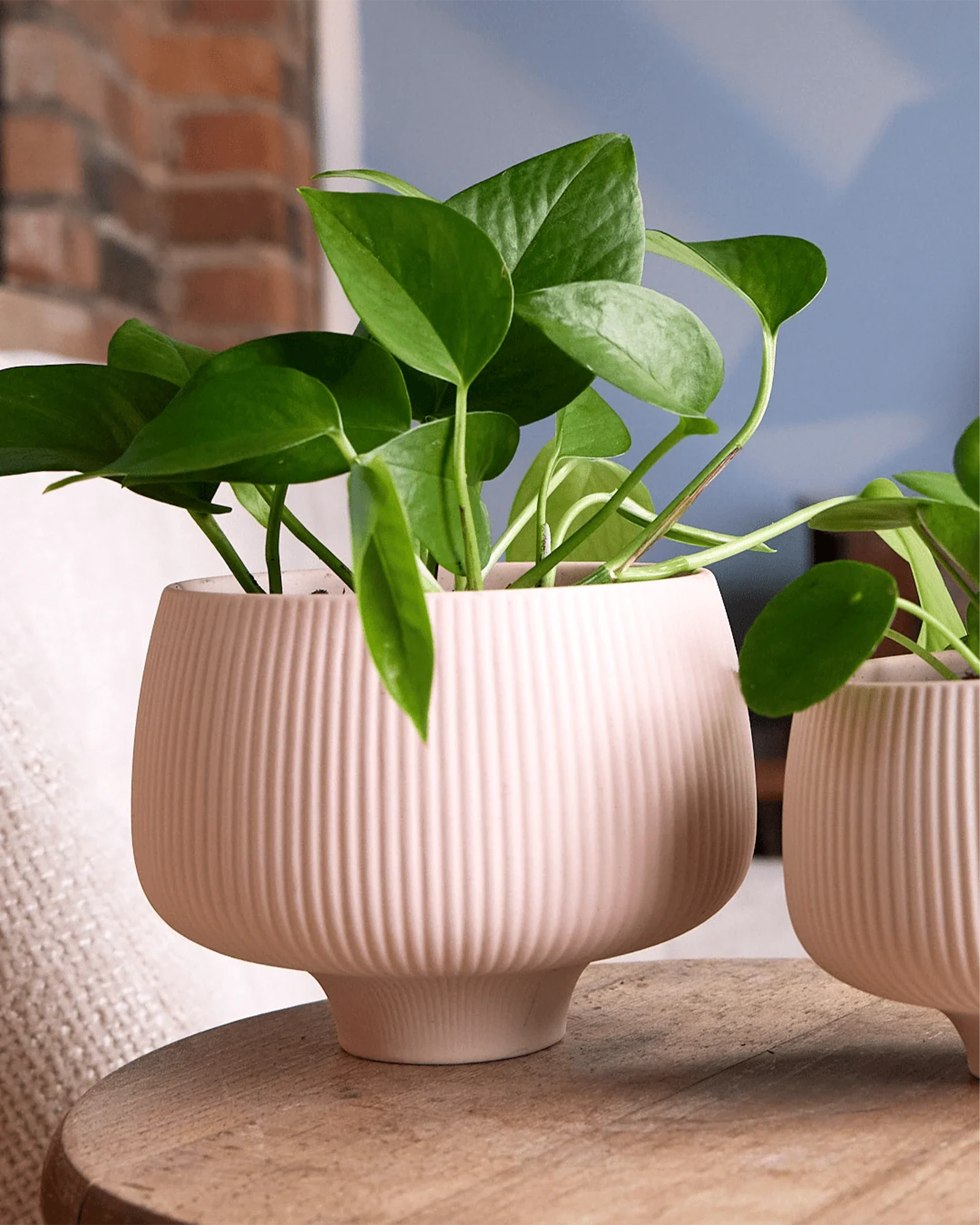 Lilo Large Porcelain Modern Indoor Plant Pot - Pink Blush - Image 2
