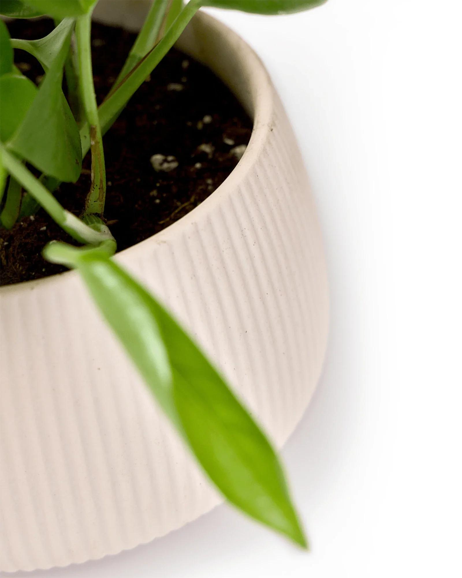 Lilo Large Porcelain Modern Indoor Plant Pot - Pink Blush - Image 3