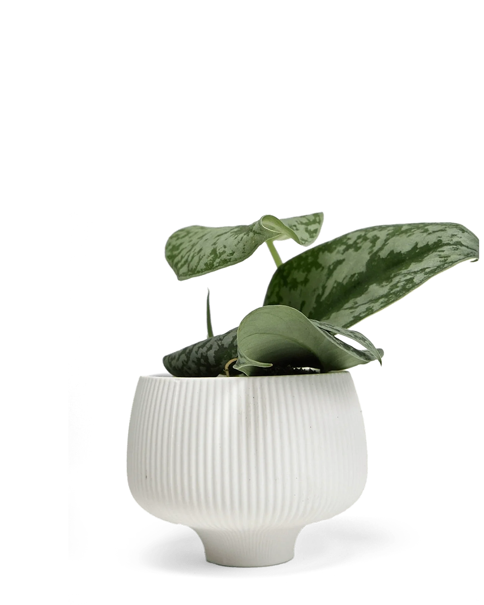 Lilo Porcelain Modern Indoor Plant Pot | 4.5 inch