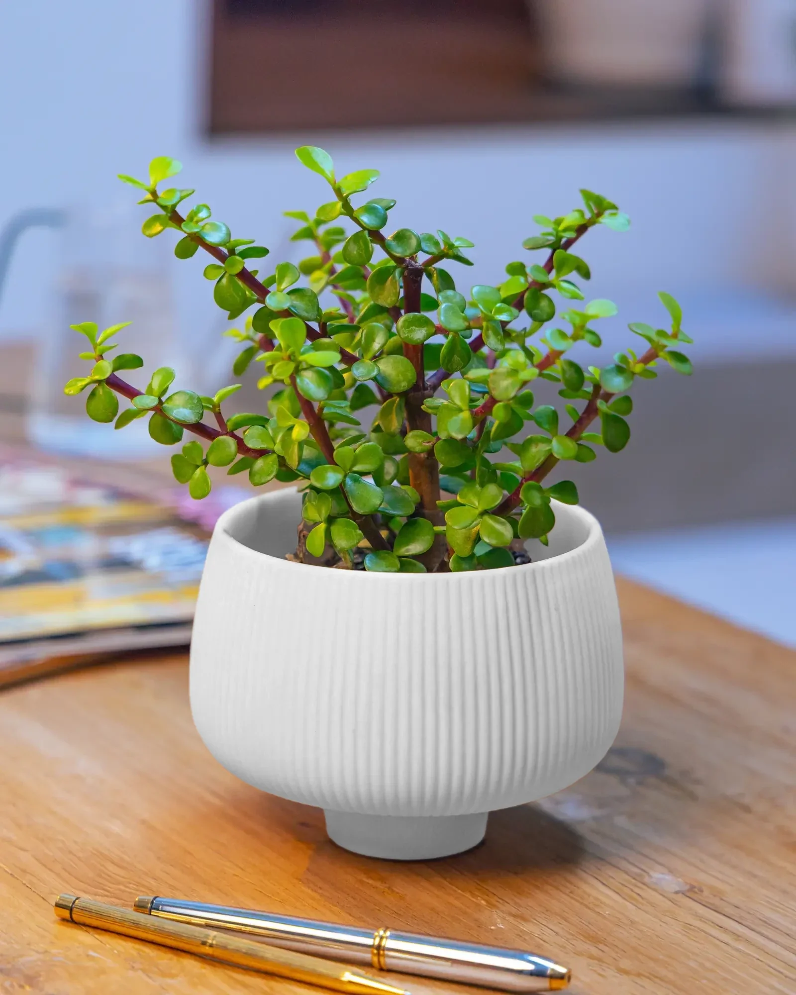 Lilo Porcelain Modern Indoor Plant Pot | 4.5 inch - Image 10