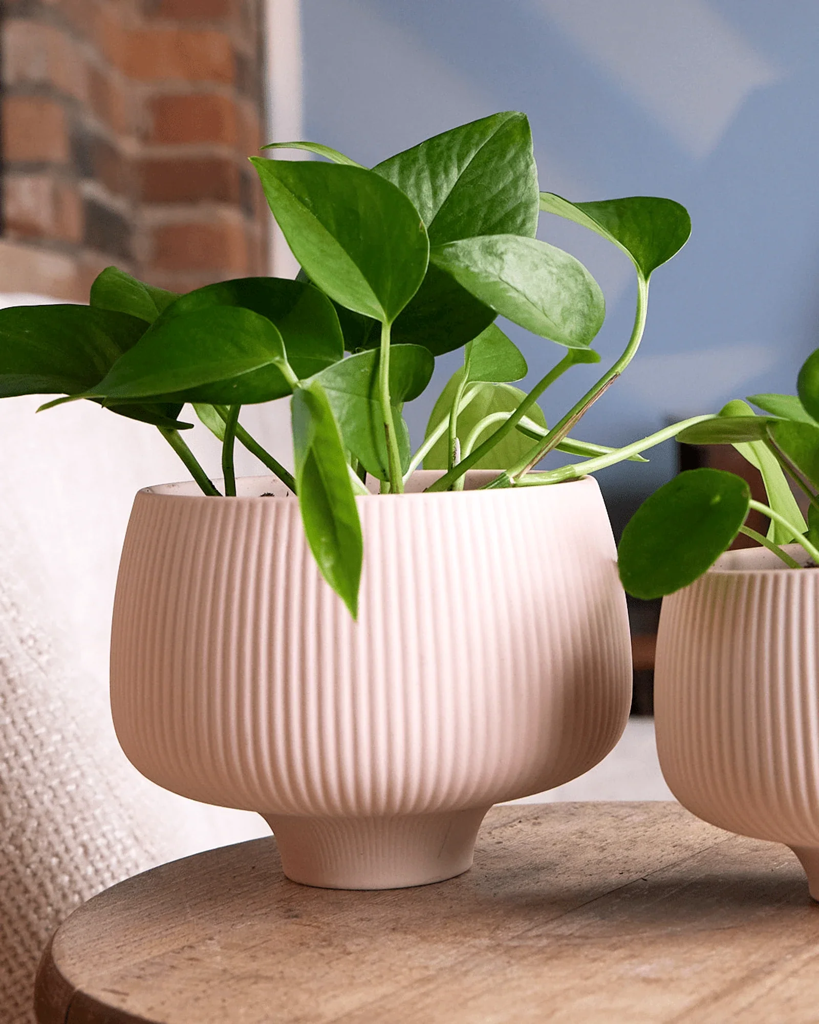 Lilo Porcelain Modern Indoor Plant Pot | 4.5 inch - Image 2