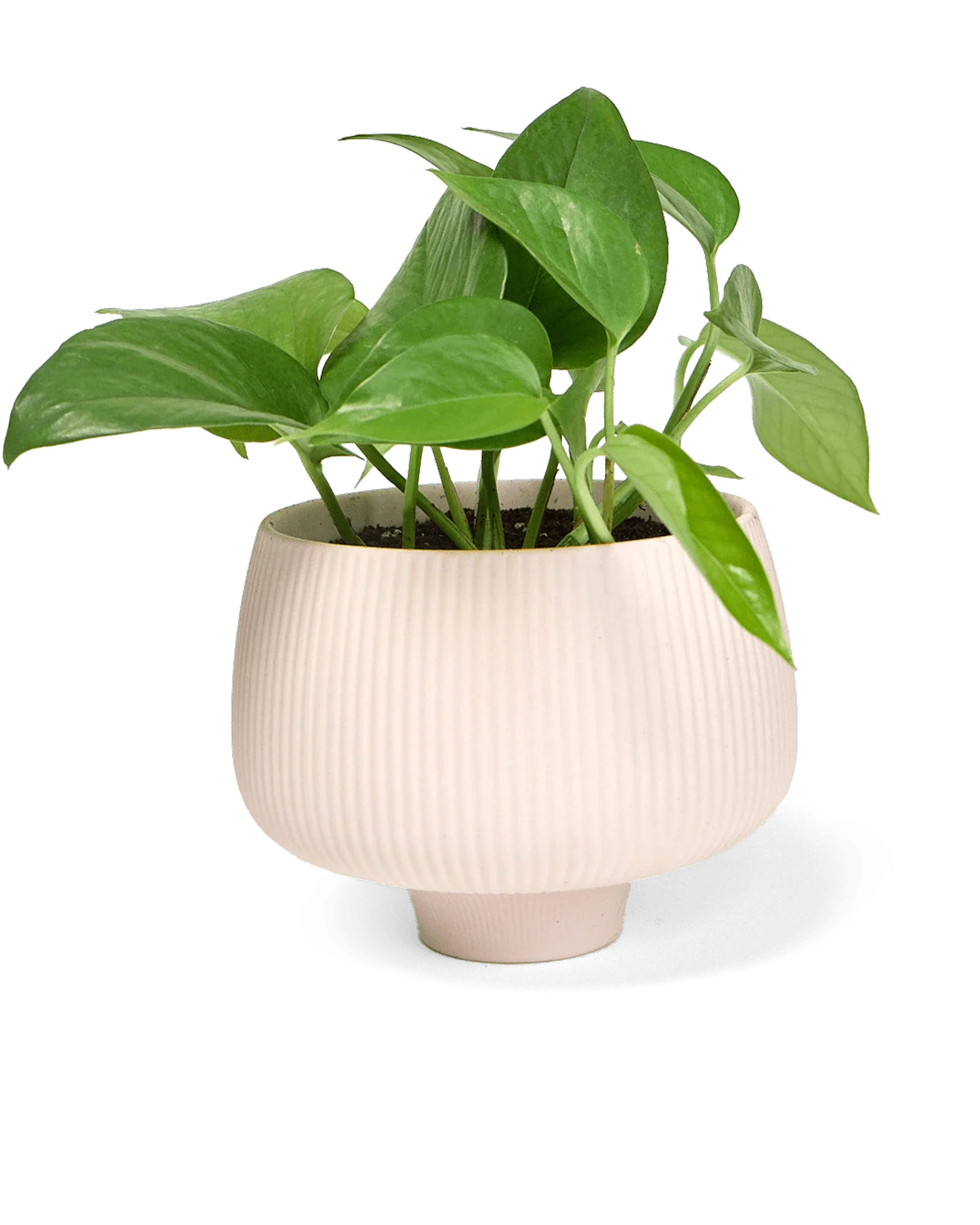 Lilo Porcelain Modern Indoor Plant Pot | 4.5 inch - Image 4