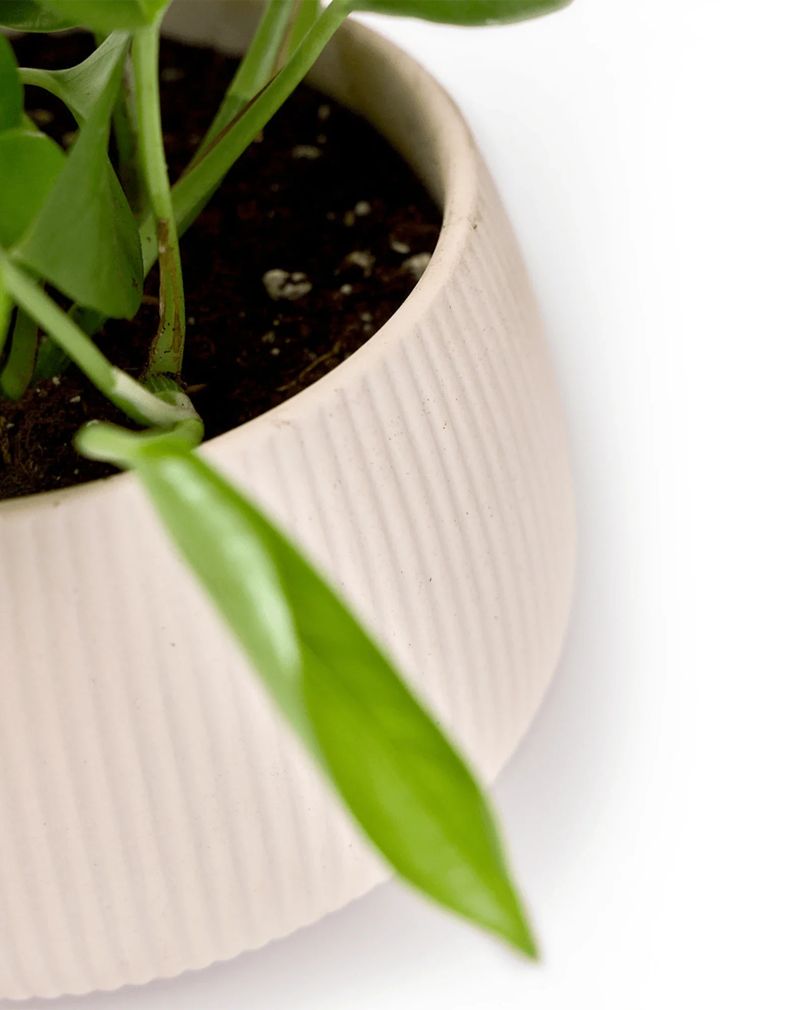 Lilo Porcelain Modern Indoor Plant Pot | 4.5 inch - Image 5