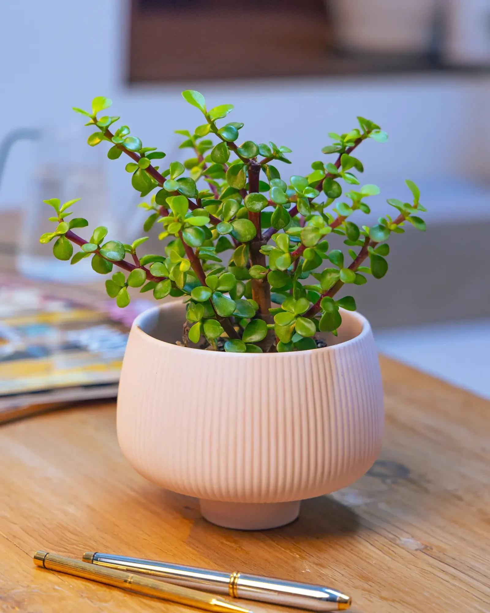 Lilo Porcelain Modern Indoor Plant Pot | 4.5 inch - Image 6