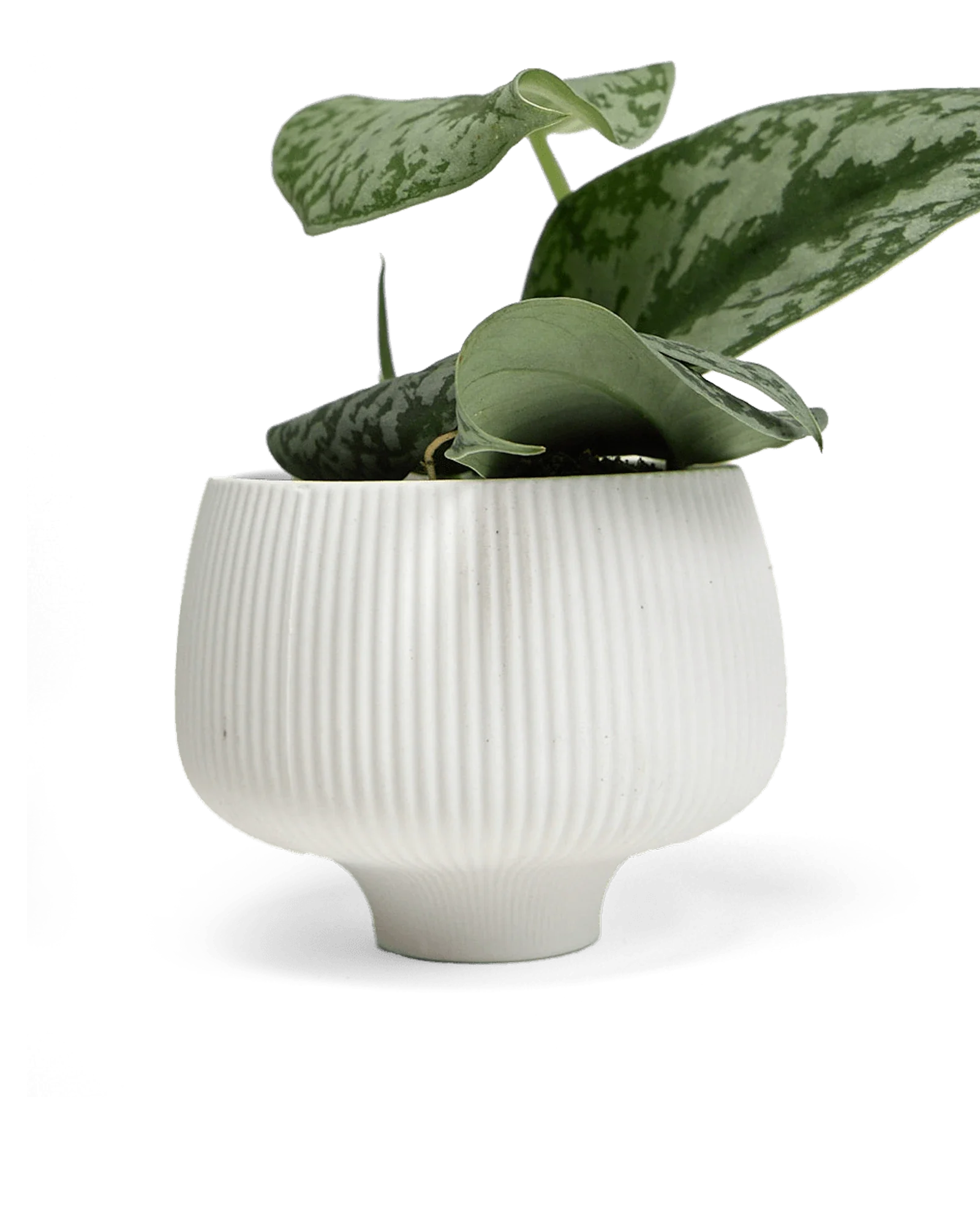 Lilo Porcelain Modern Indoor Plant Pot | 4.5 inch - Image 7