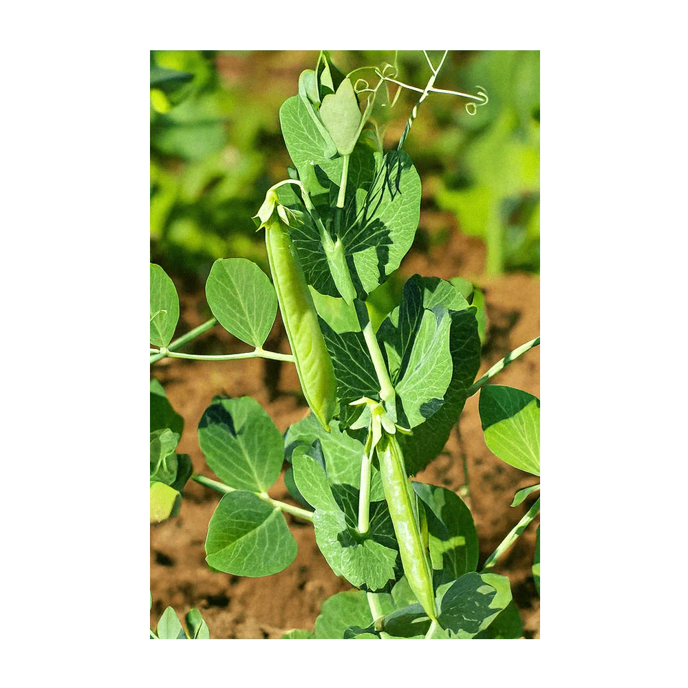 Little Marvel Peas Vegetable Seeds Packet - Image 3