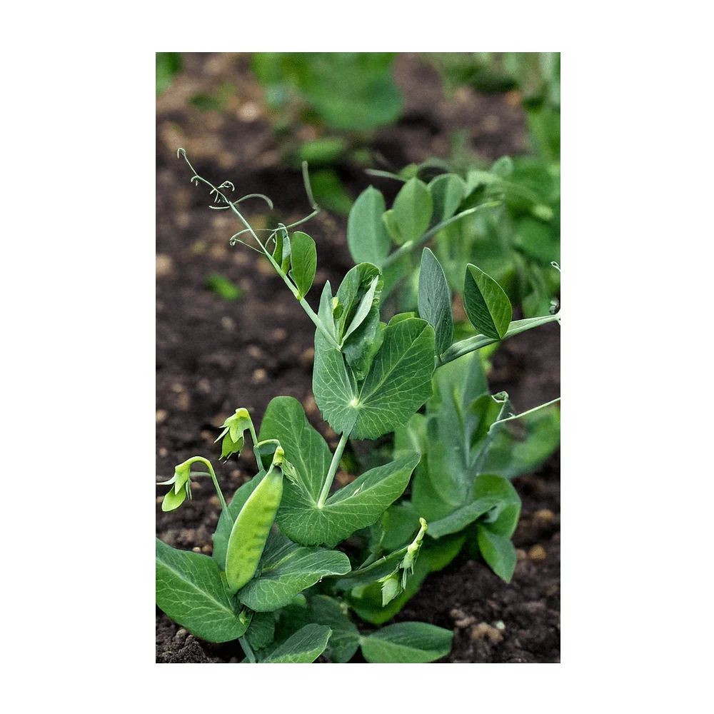 Little Marvel Peas Vegetable Seeds Packet - Image 4