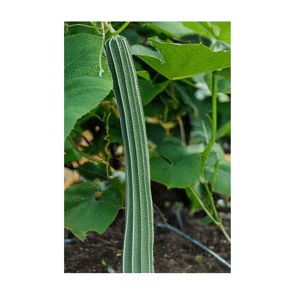 Luffa Sponge Vegetable Seeds Packet - Image 3