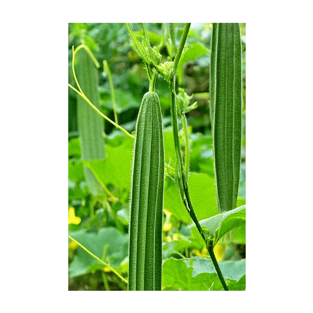 Luffa Sponge Vegetable Seeds Packet - Image 4