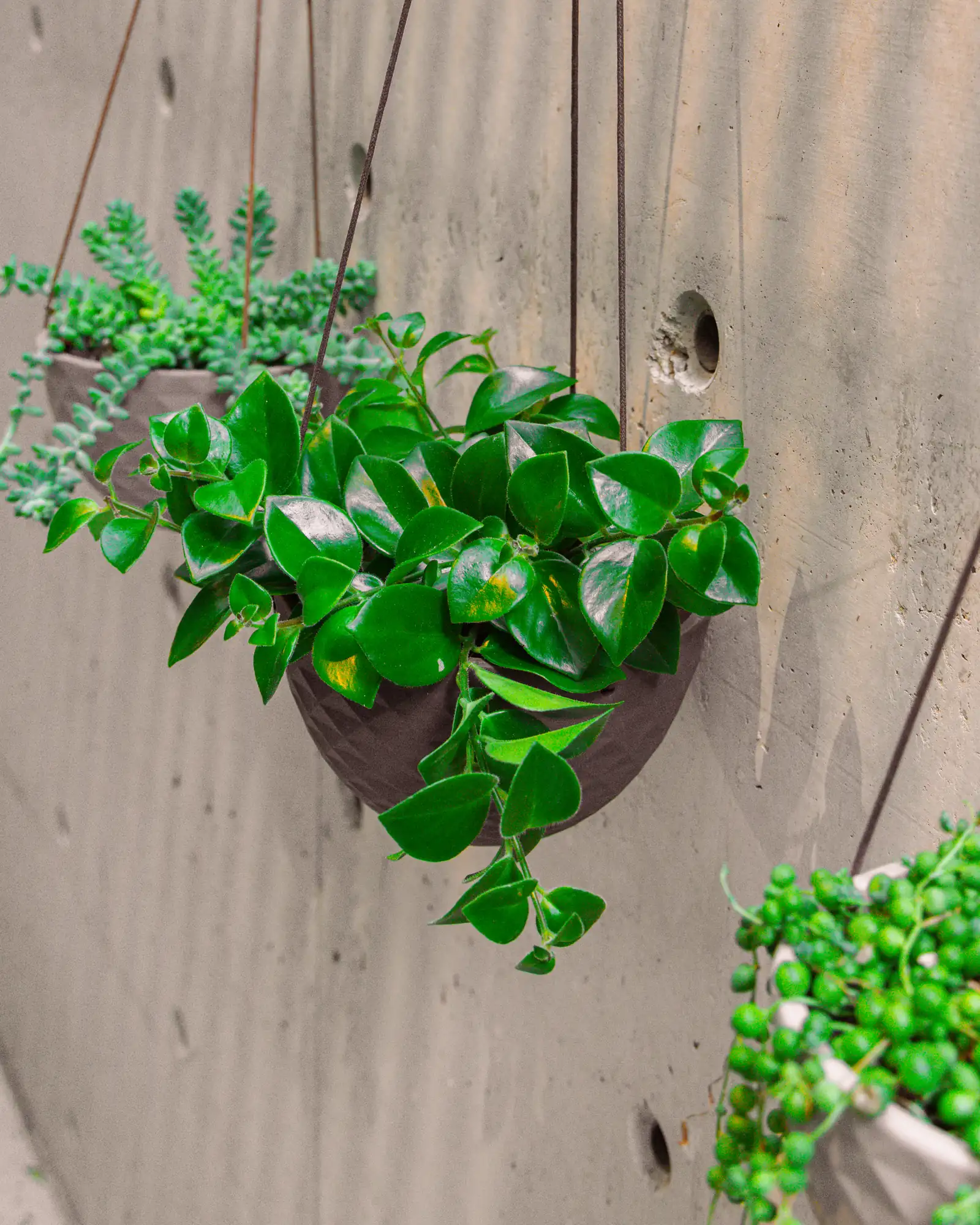 Mini Mofo Porcelain Modern Hanging Planter - Black - Image 4