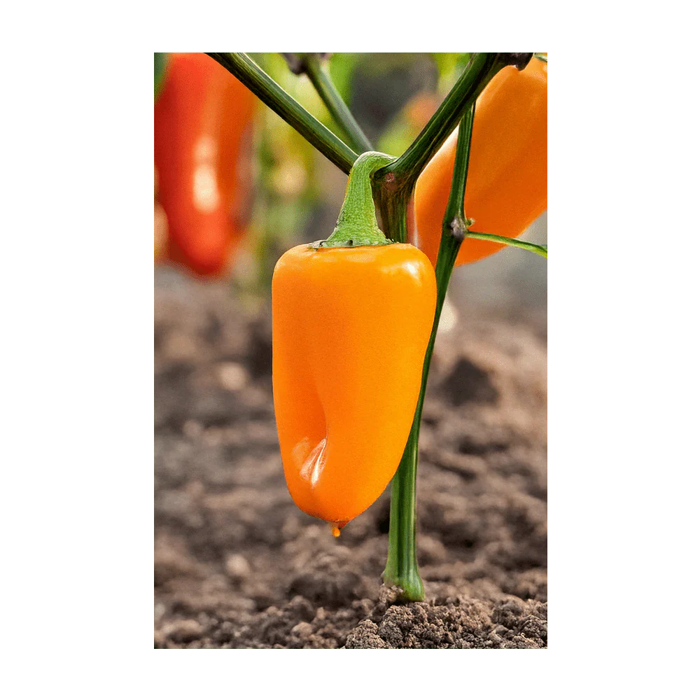 Mini Sweet Peppers Vegetable Seeds Packet - Image 3