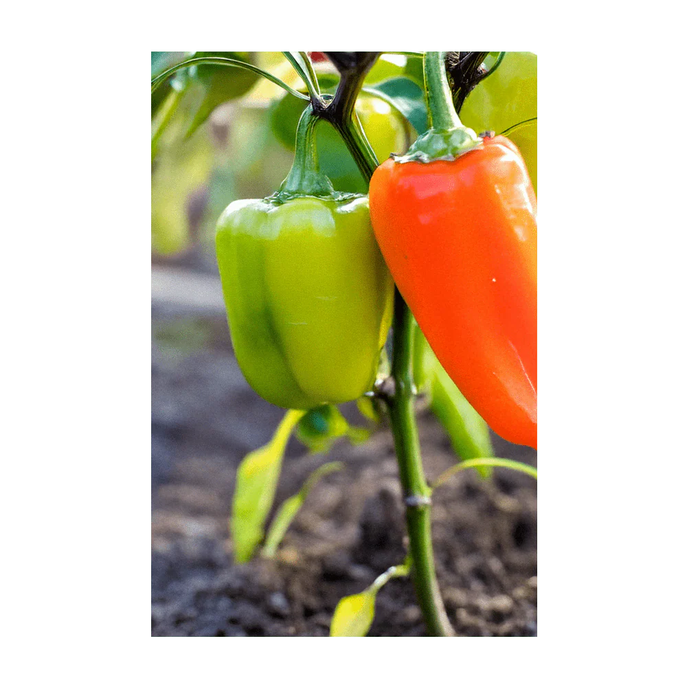 Mini Sweet Peppers Vegetable Seeds Packet - Image 4
