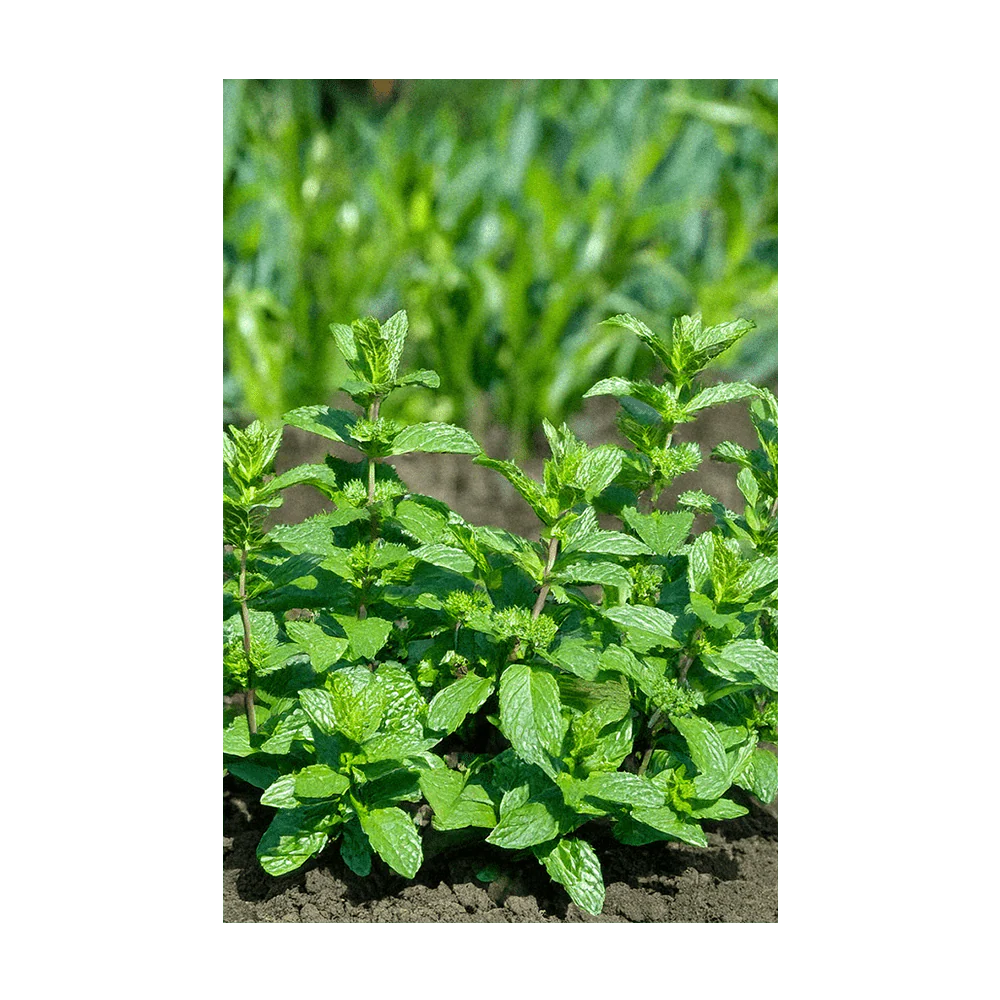 Mint Herb Seeds Packet - Image 3