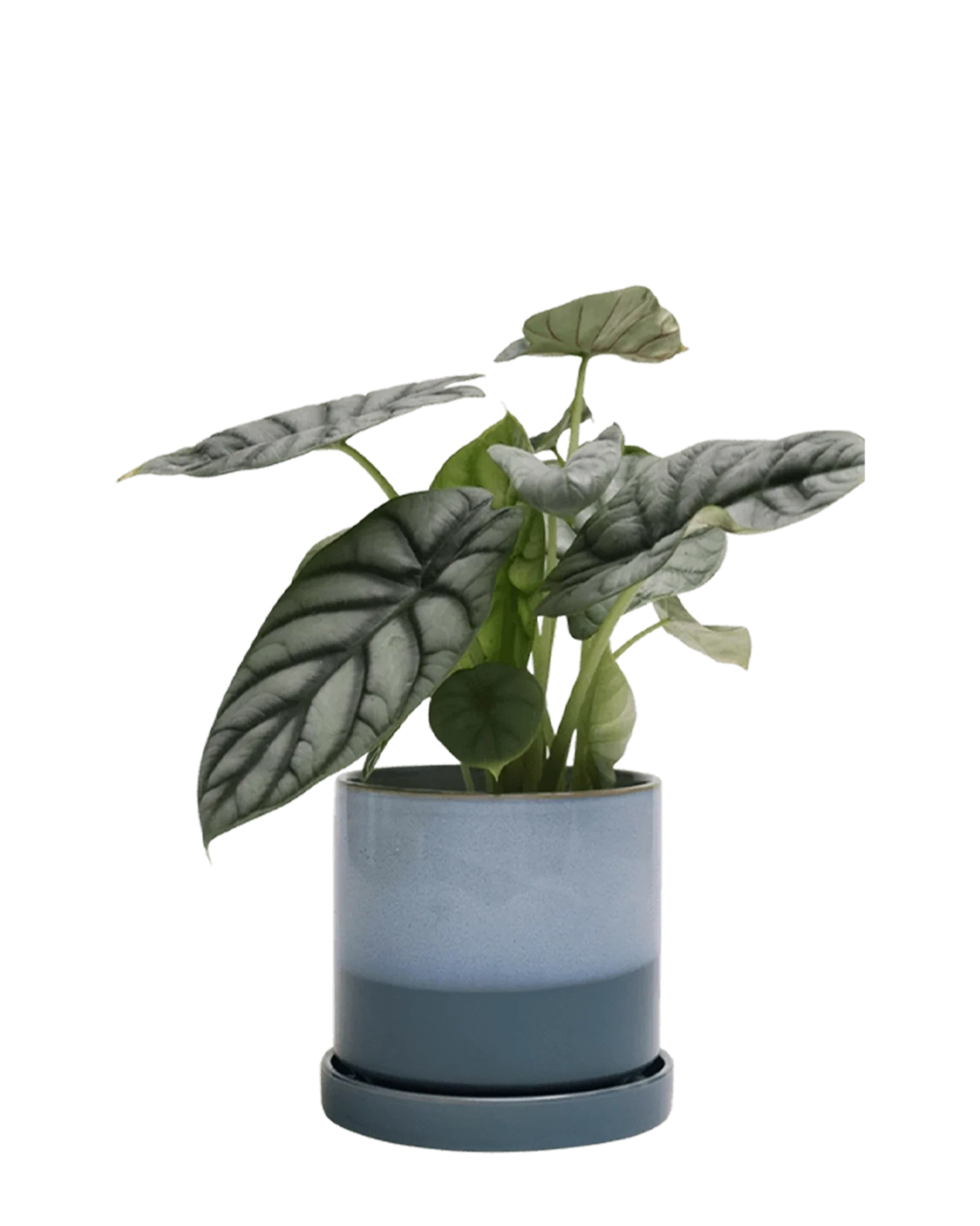 Minute Medium Ceramic Pot with Drainage Hole and Saucer, Blue Aqua