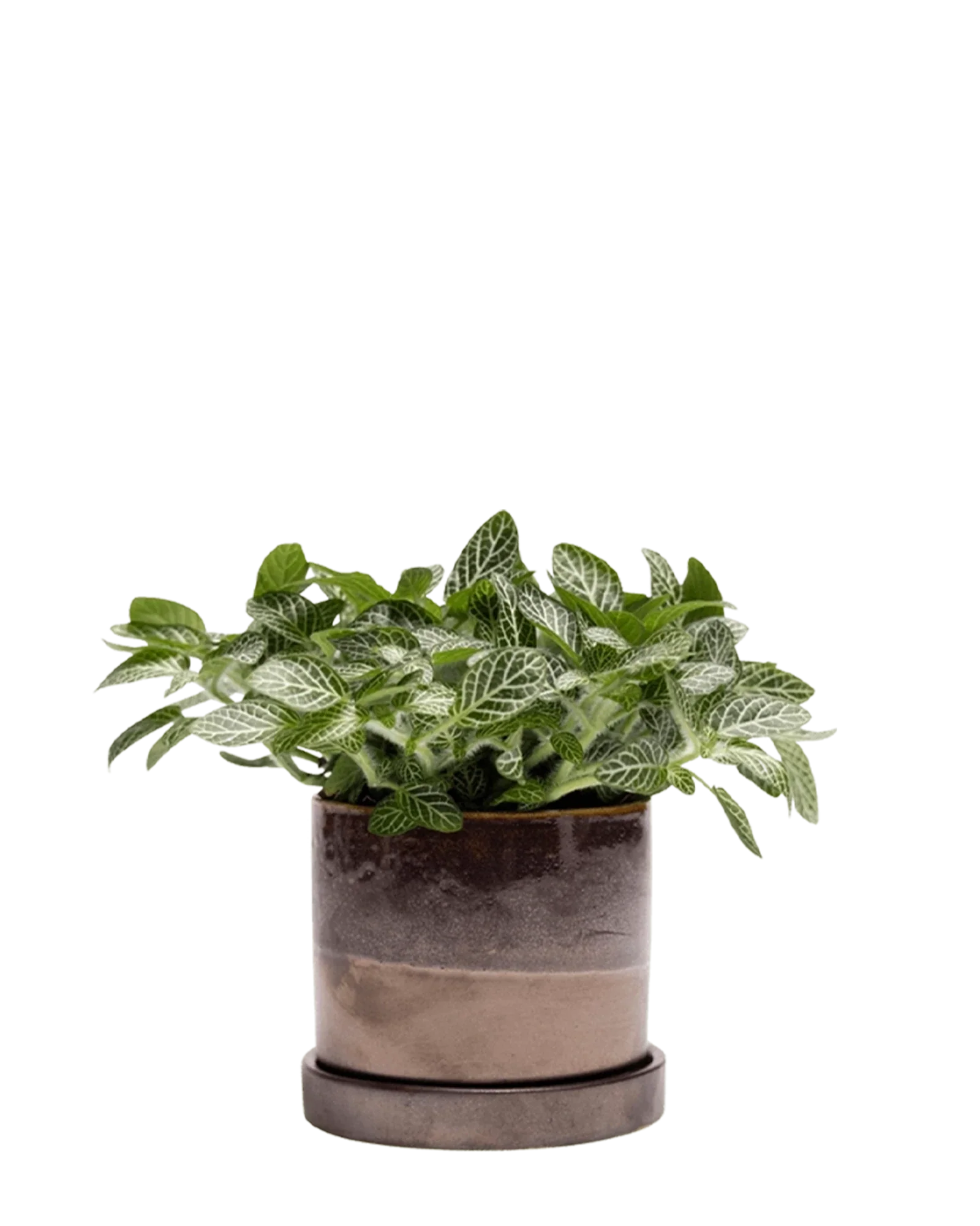 Minute Medium Ceramic Pot with Drainage Hole and Saucer, Bronze Speckles