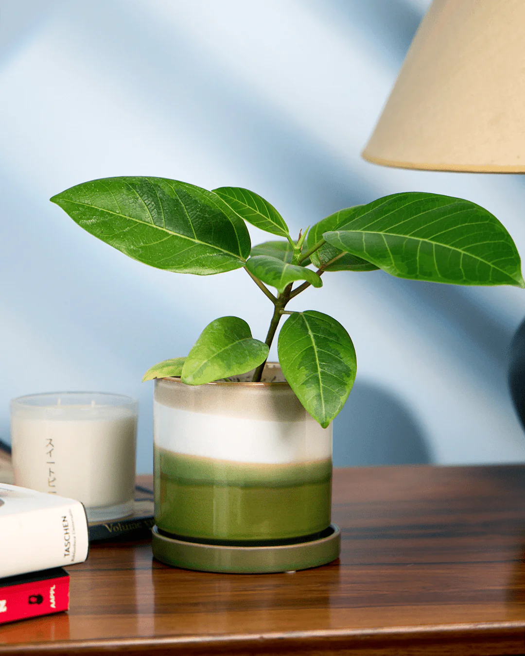 Minute Medium 5 inch Plant Pot, Green Layers - Image 6