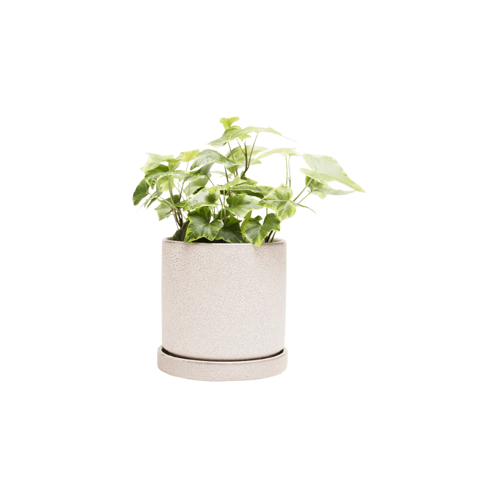Minute Medium Ceramic Pot with Drainage Hole and Saucer, Ivory Speckles - Image 3